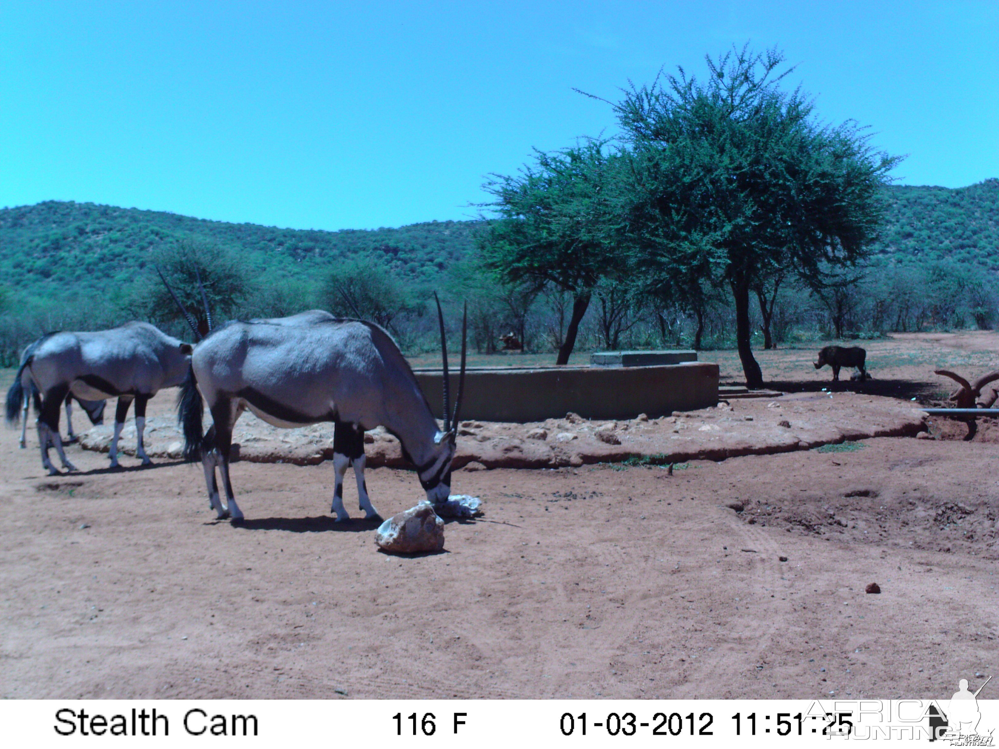 Trail Camera Namibia