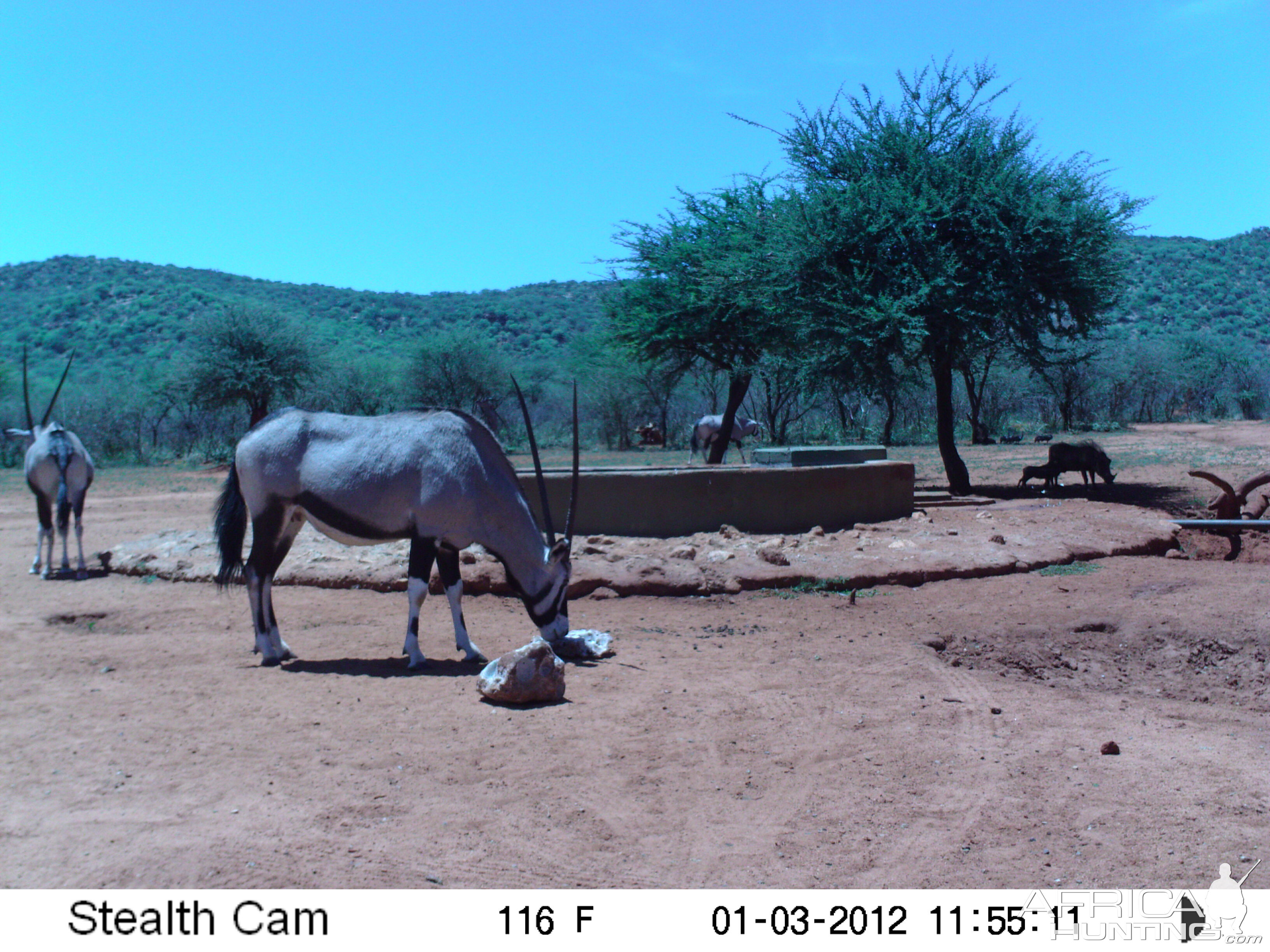 Trail Camera Namibia