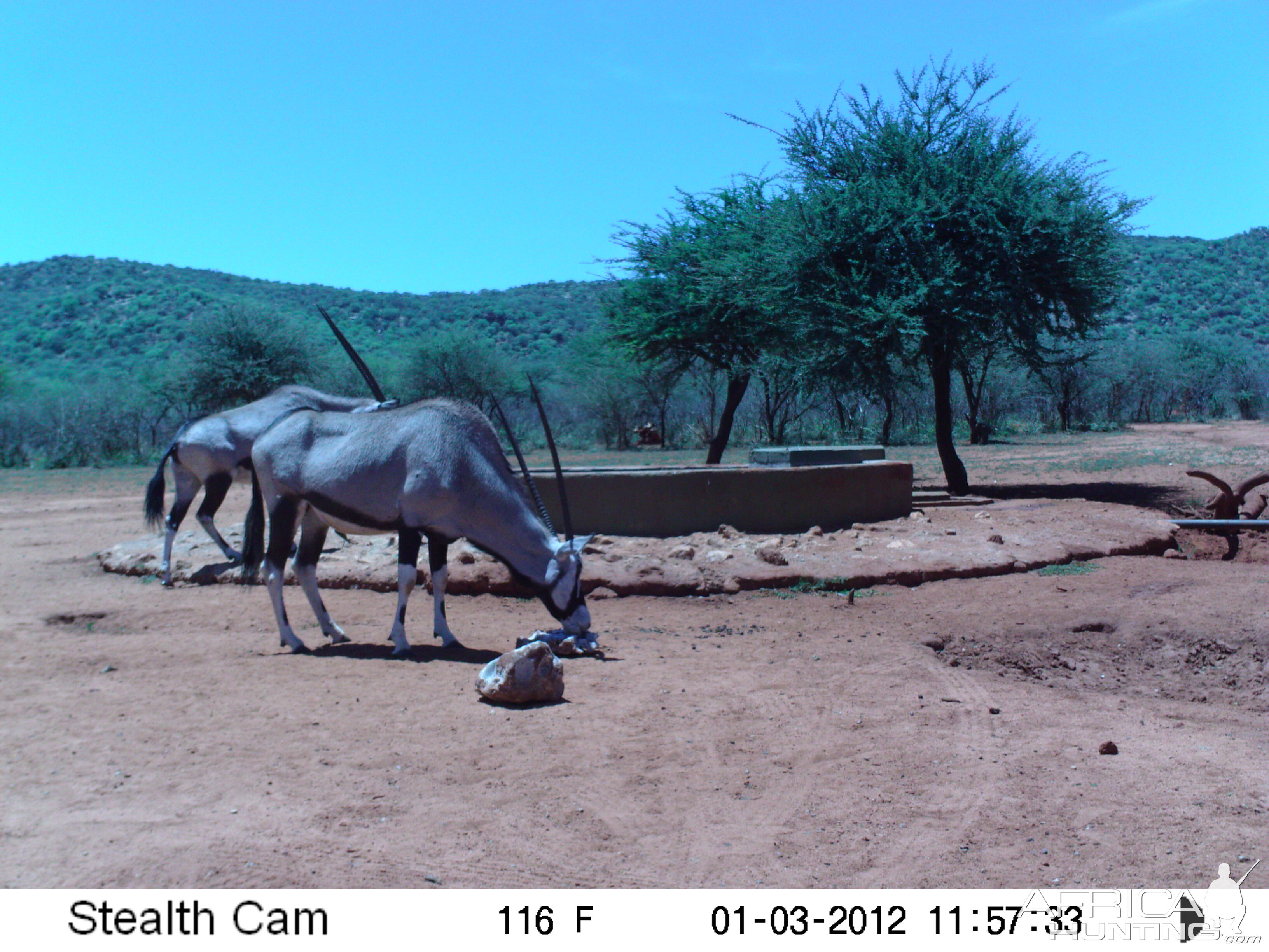 Trail Camera Namibia