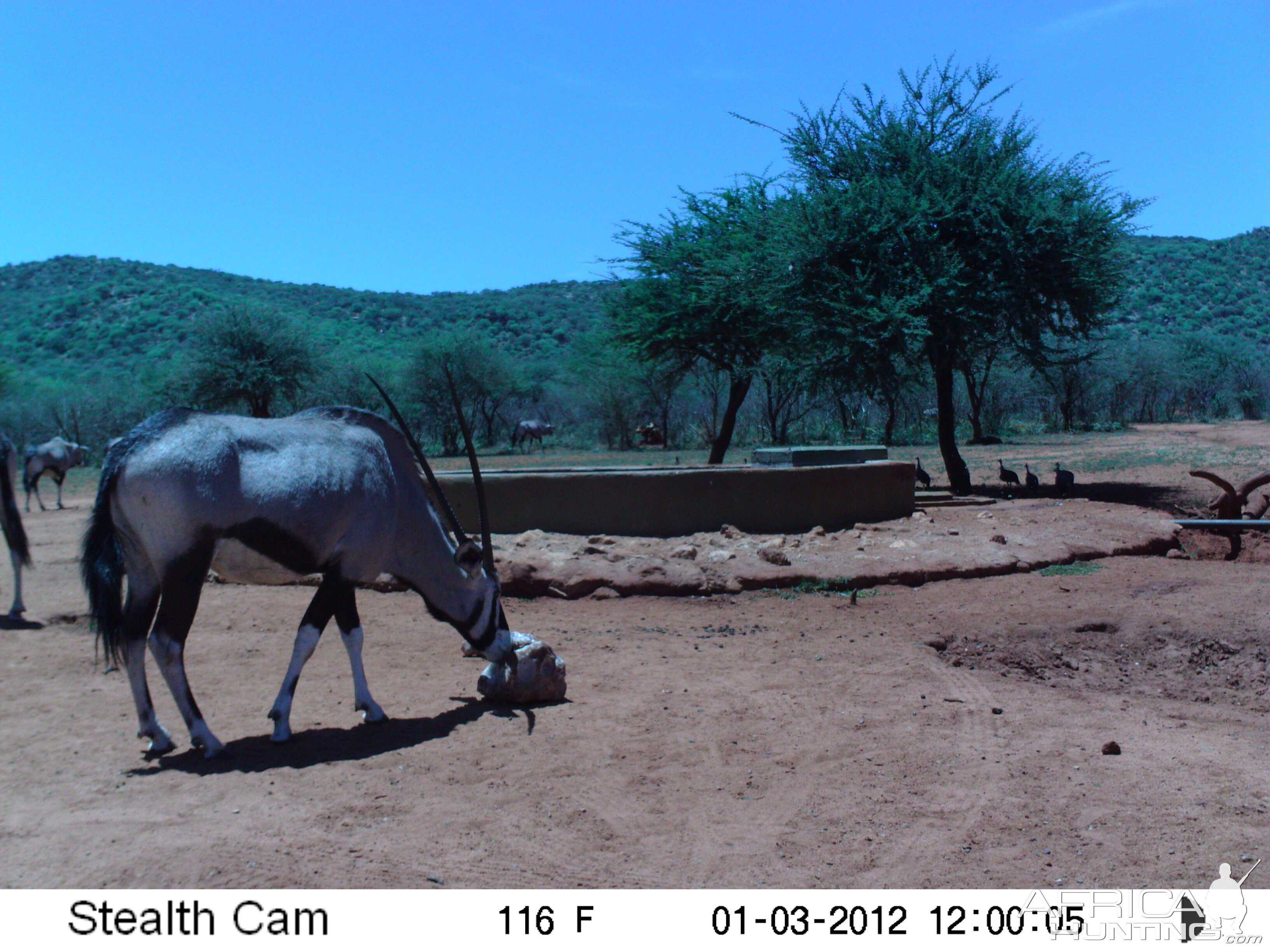 Trail Camera Namibia