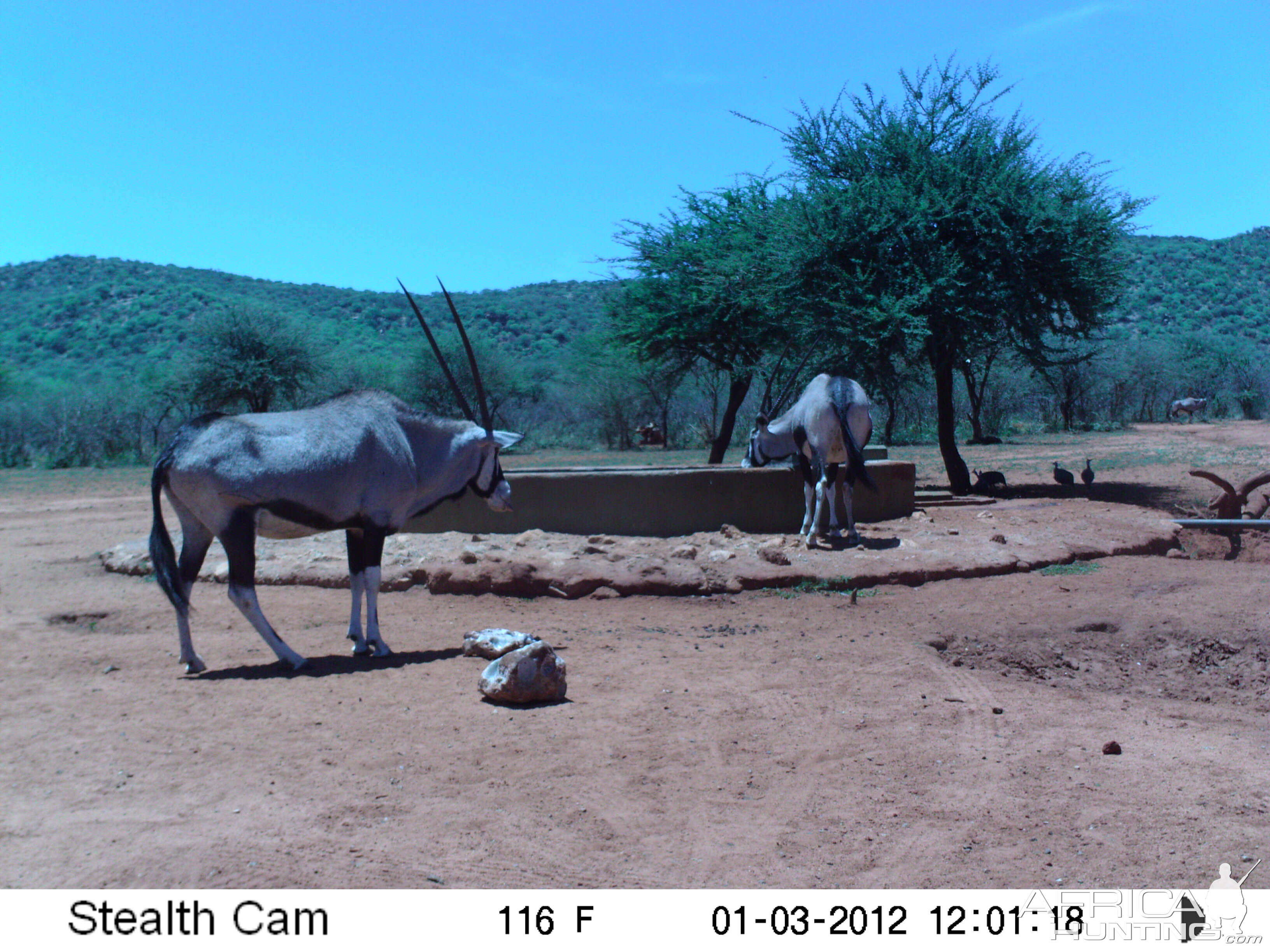 Trail Camera Namibia