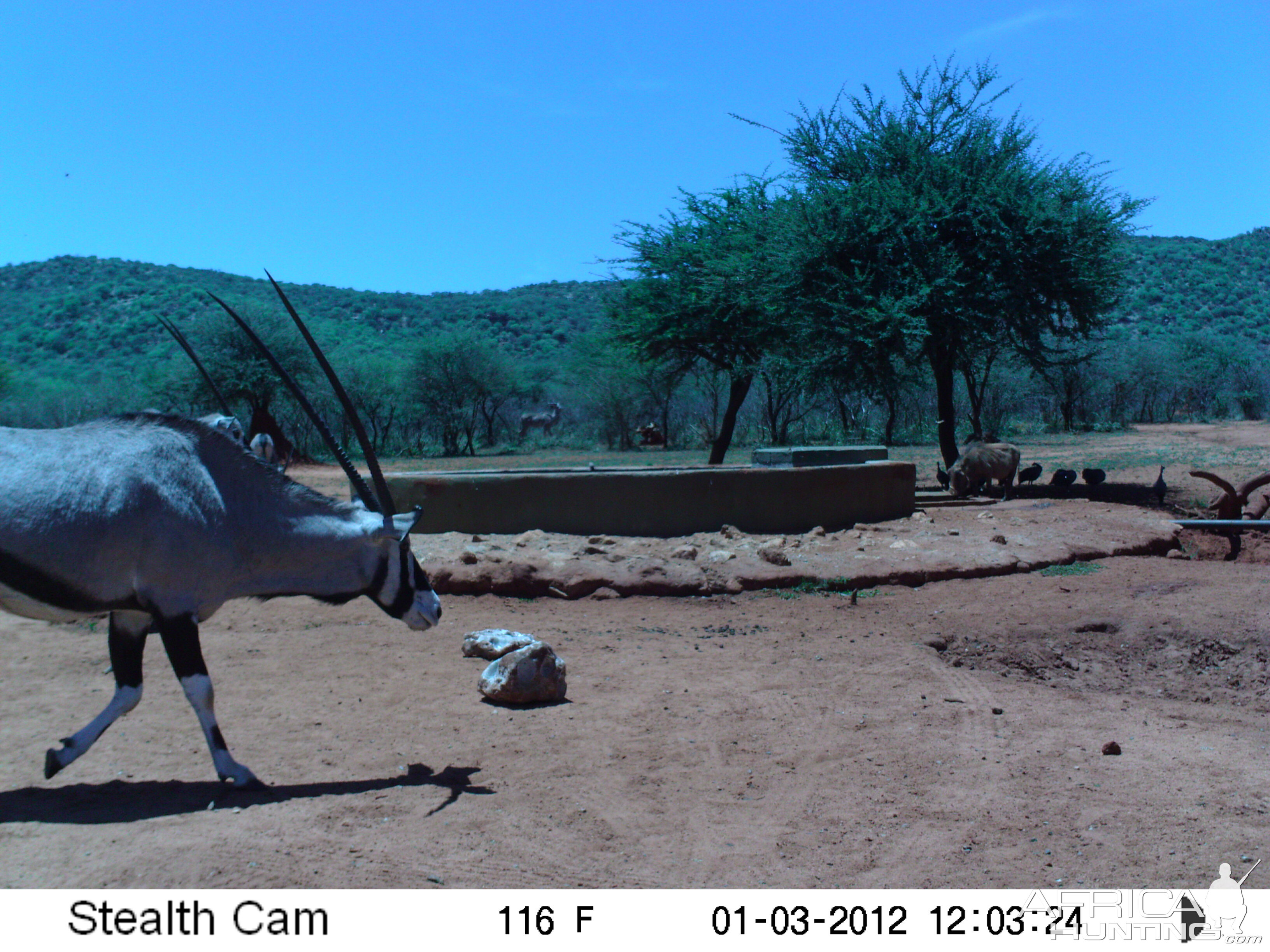 Trail Camera Namibia