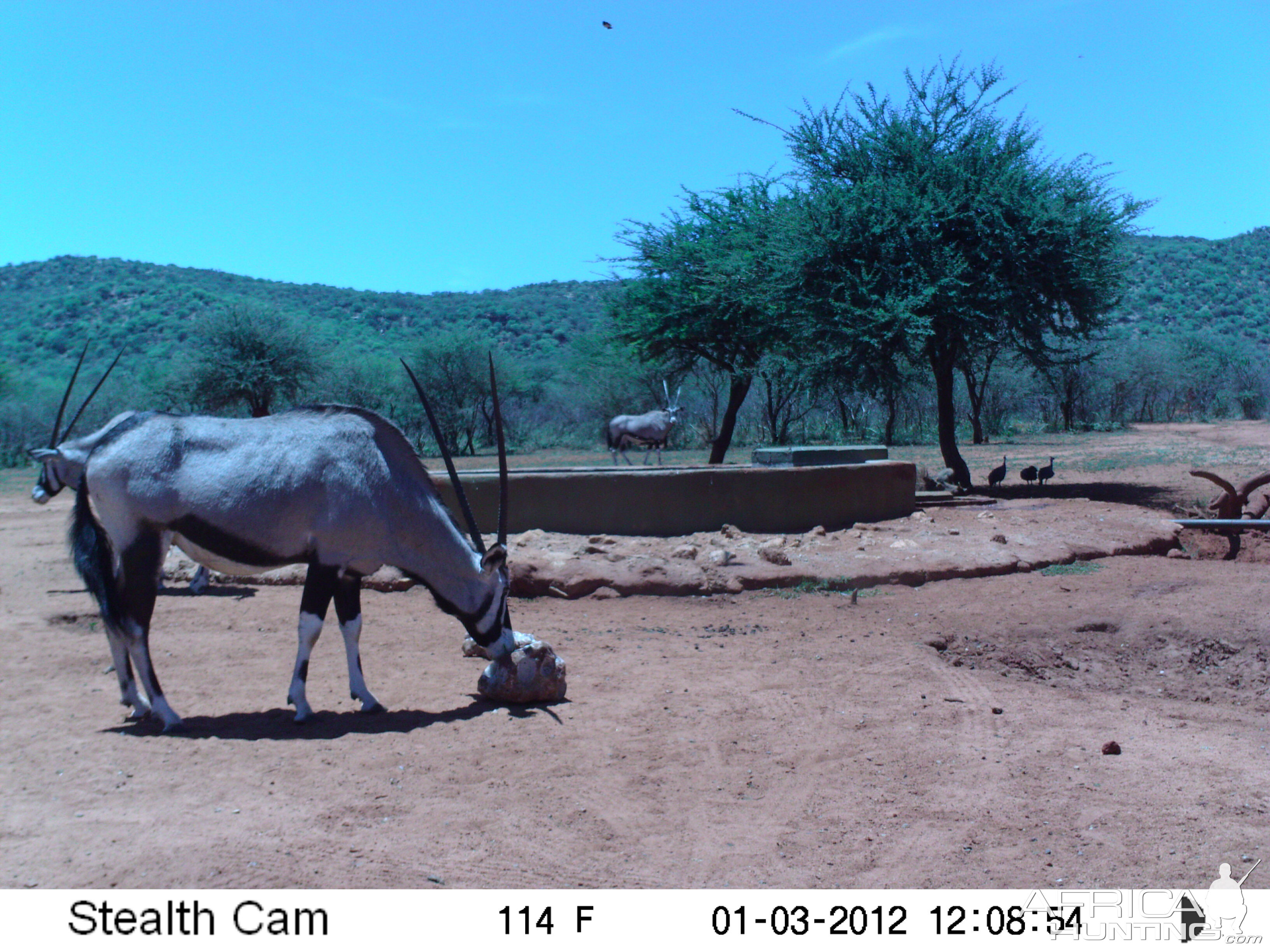 Trail Camera Namibia