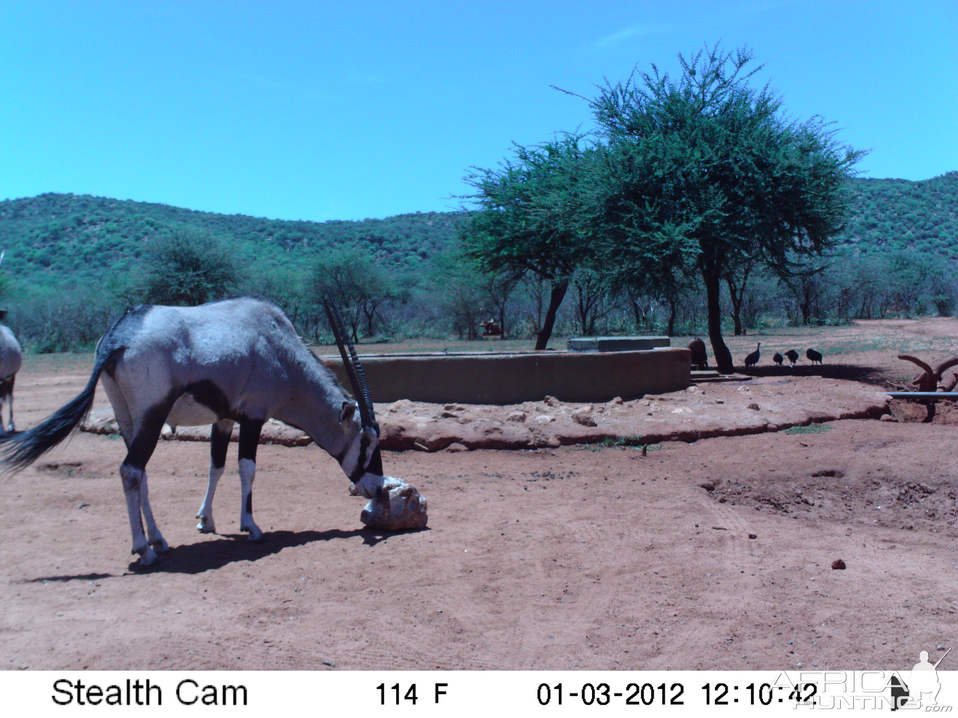 Trail Camera Namibia