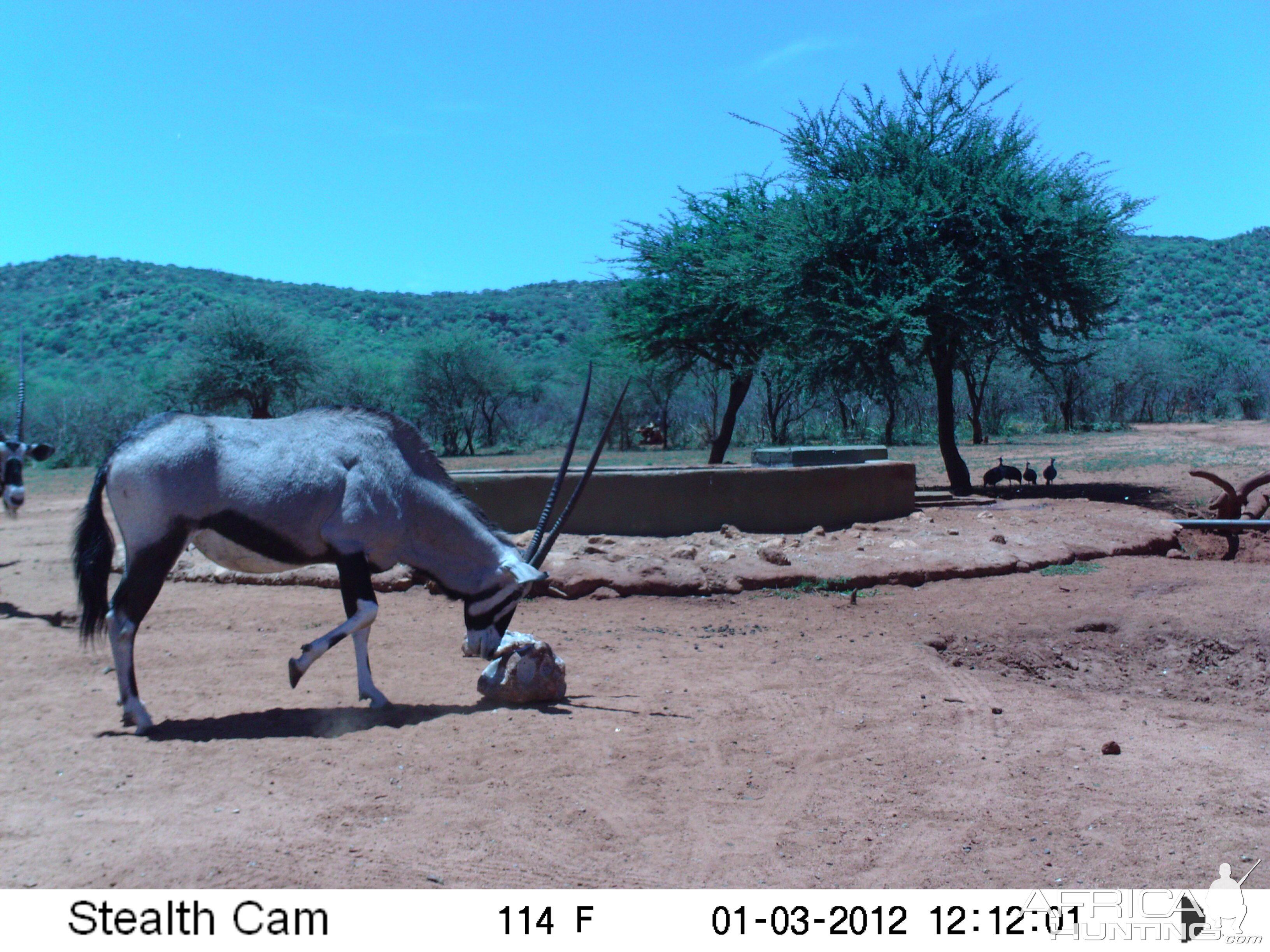 Trail Camera Namibia