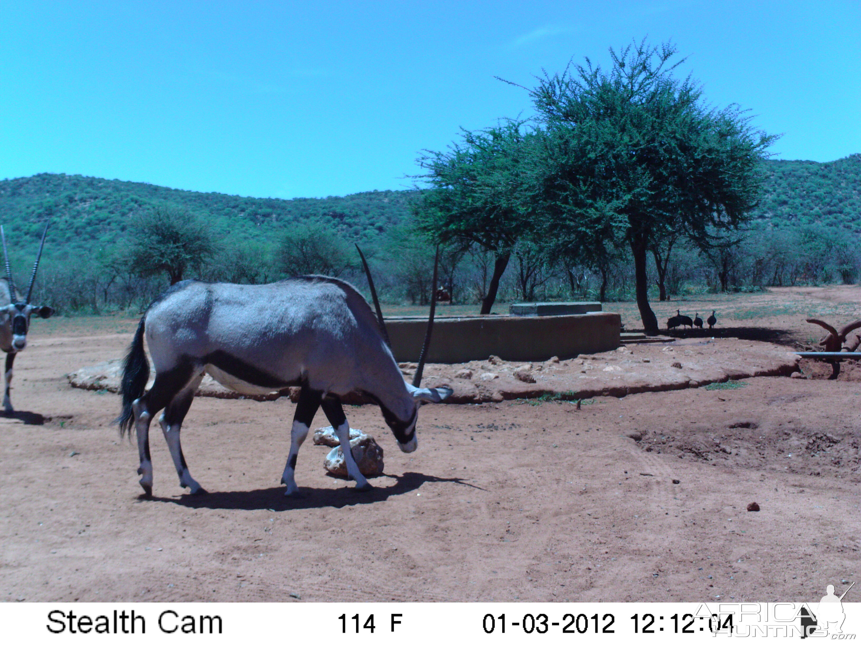 Trail Camera Namibia