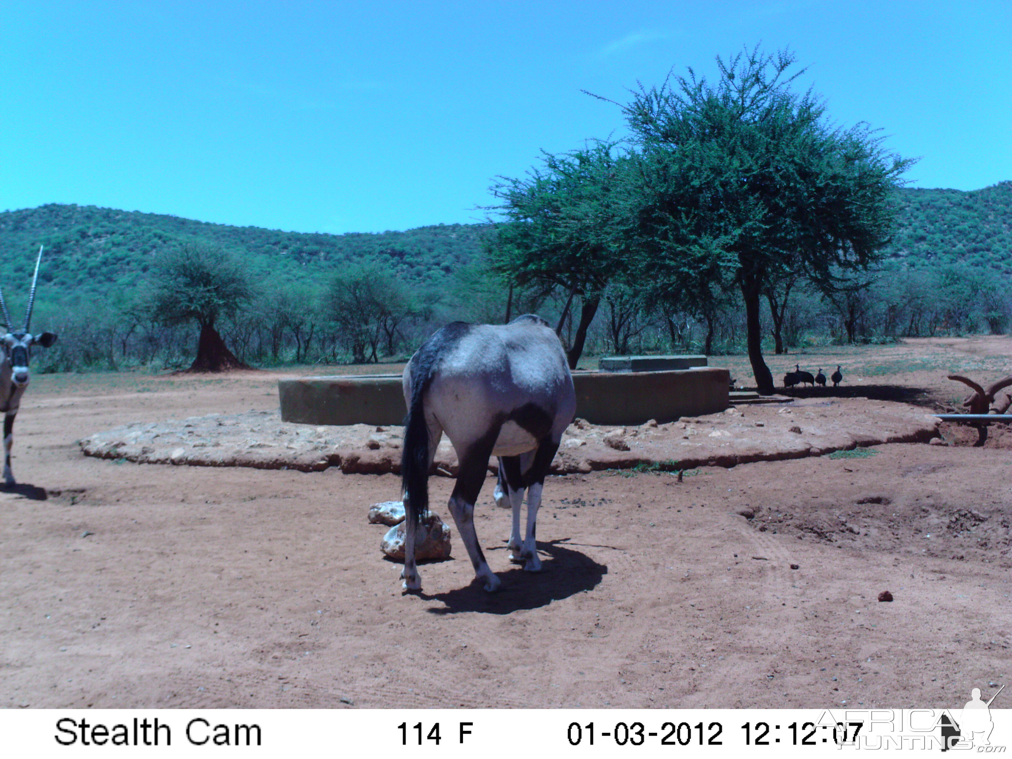 Trail Camera Namibia