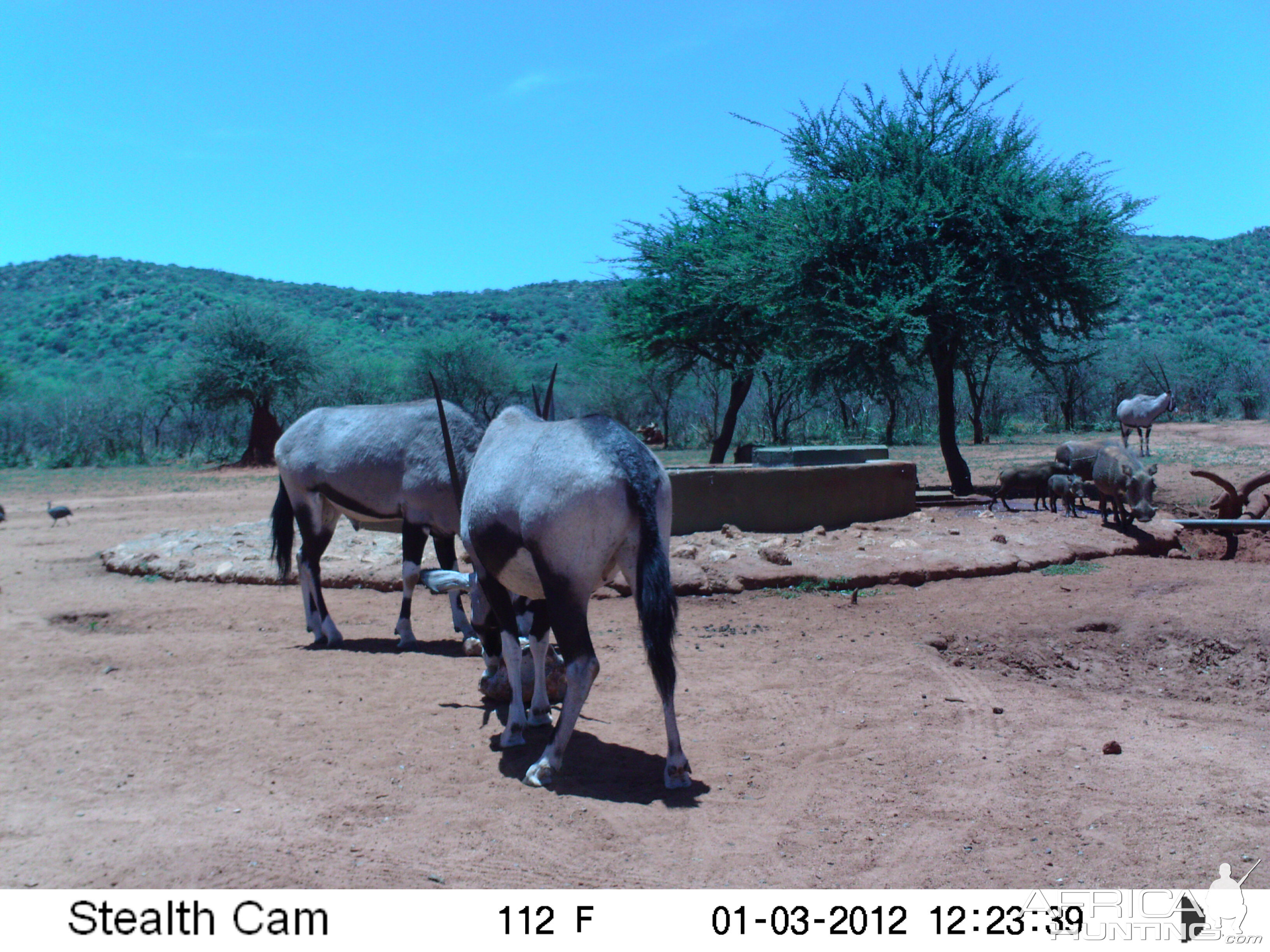 Trail Camera Namibia