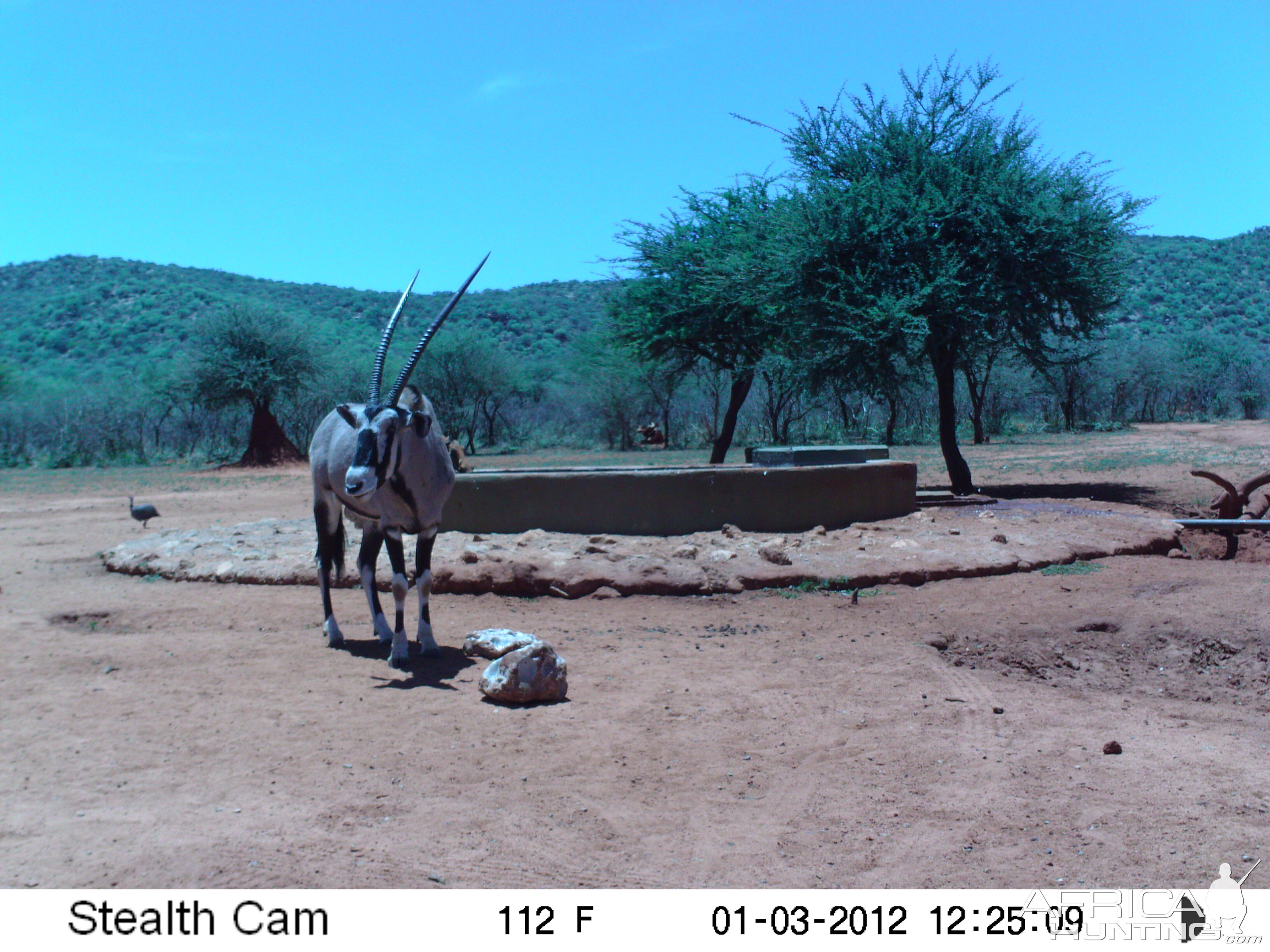 Trail Camera Namibia