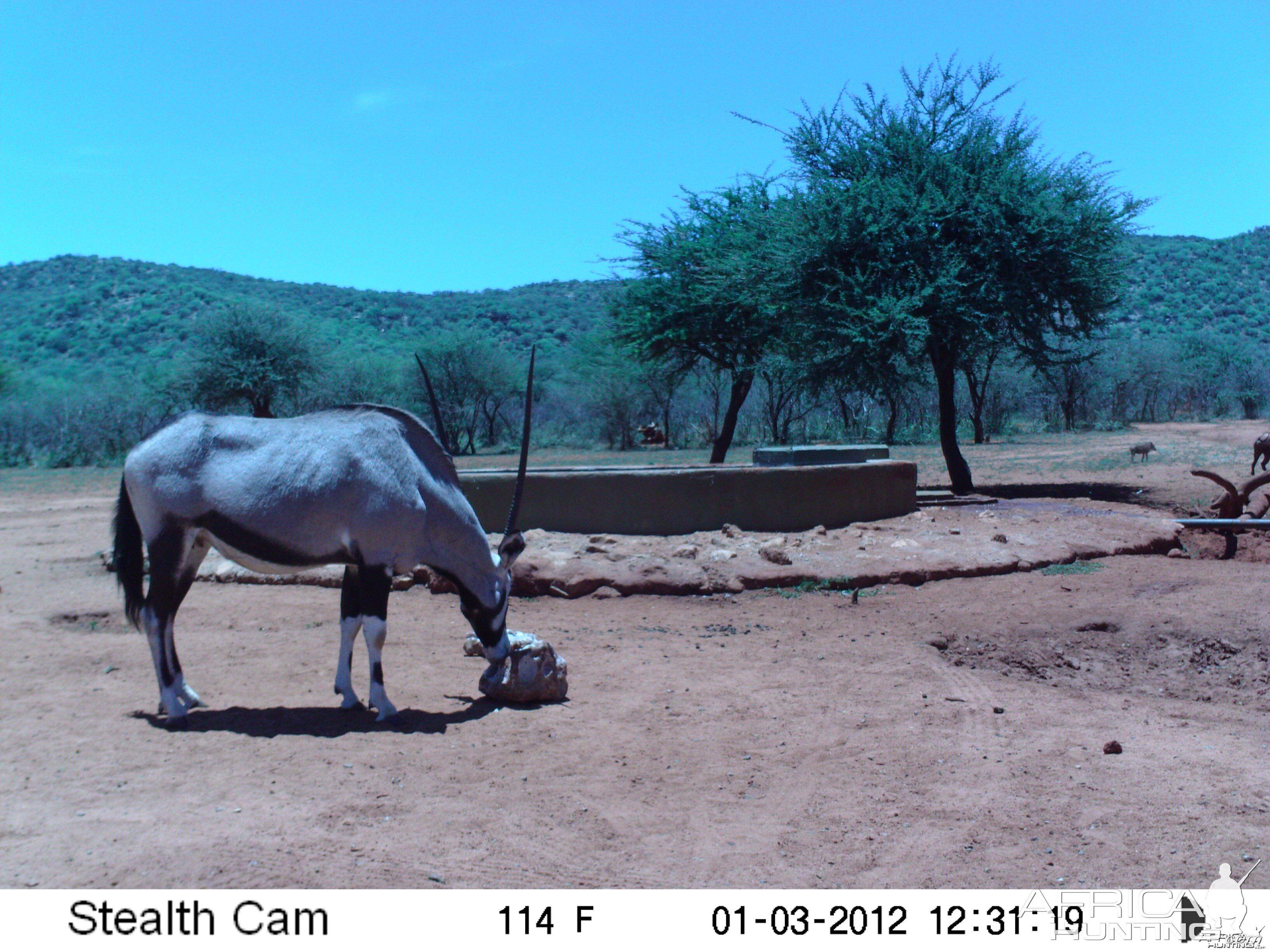 Trail Camera Namibia