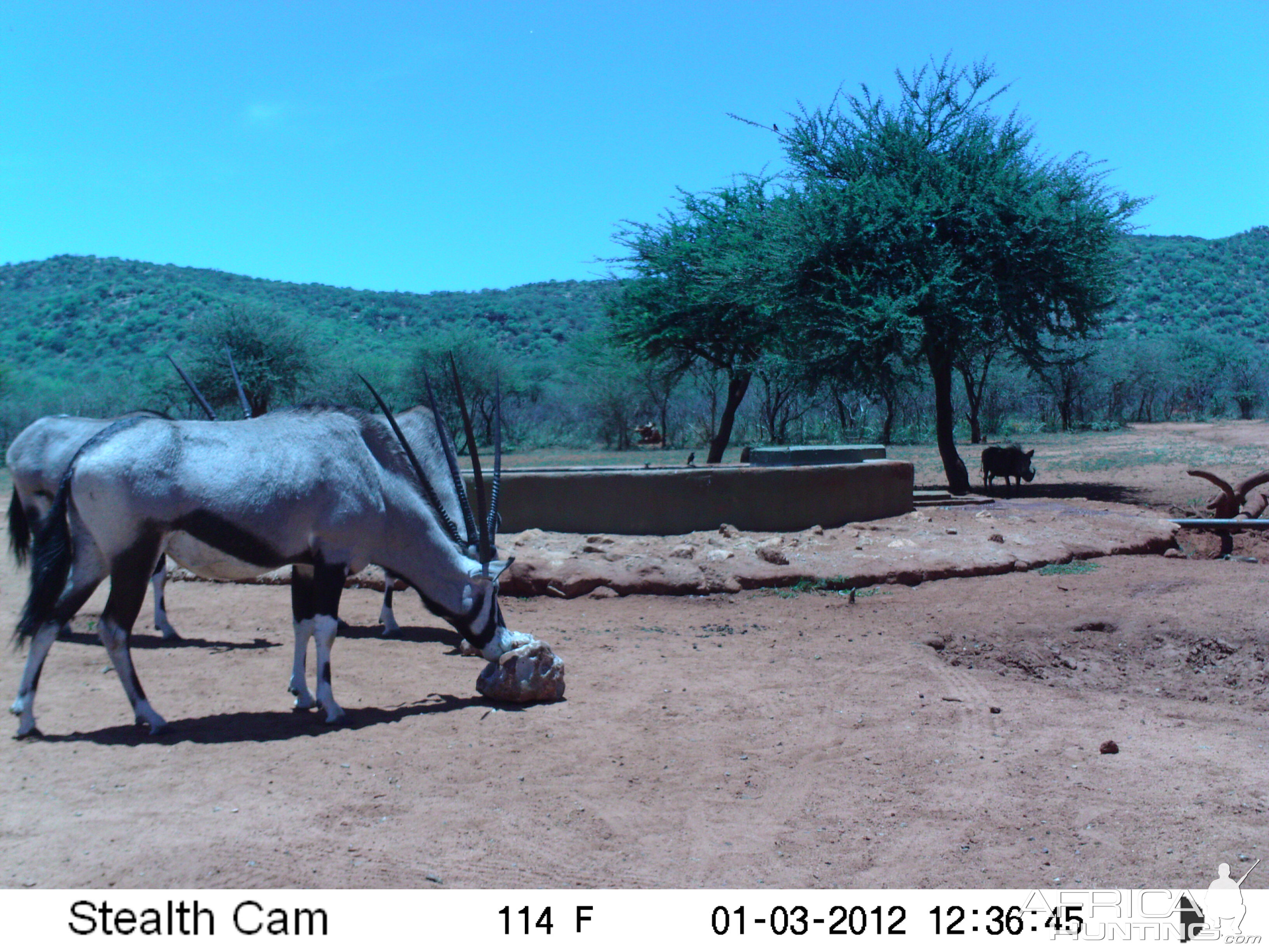 Trail Camera Namibia