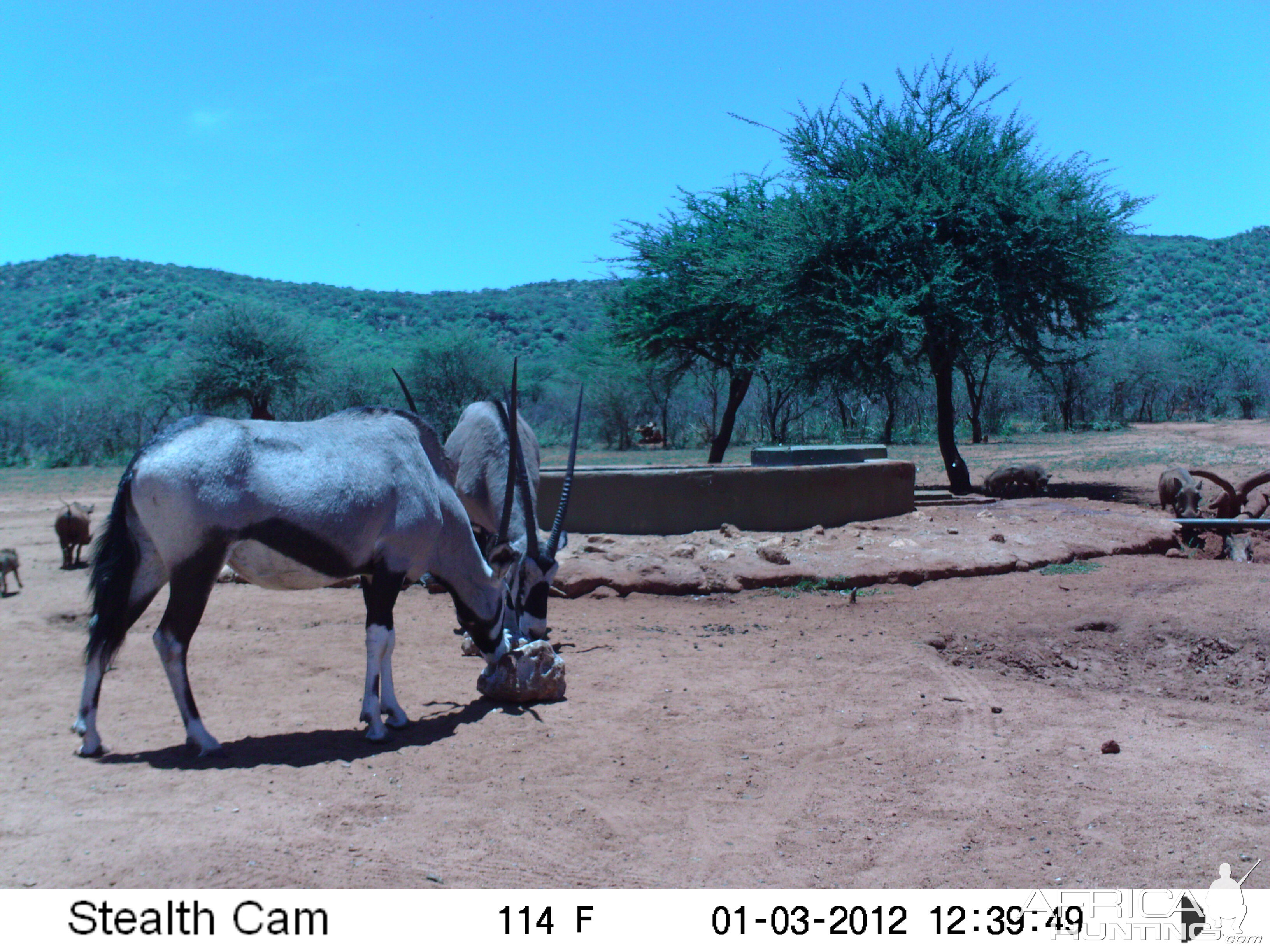 Trail Camera Namibia