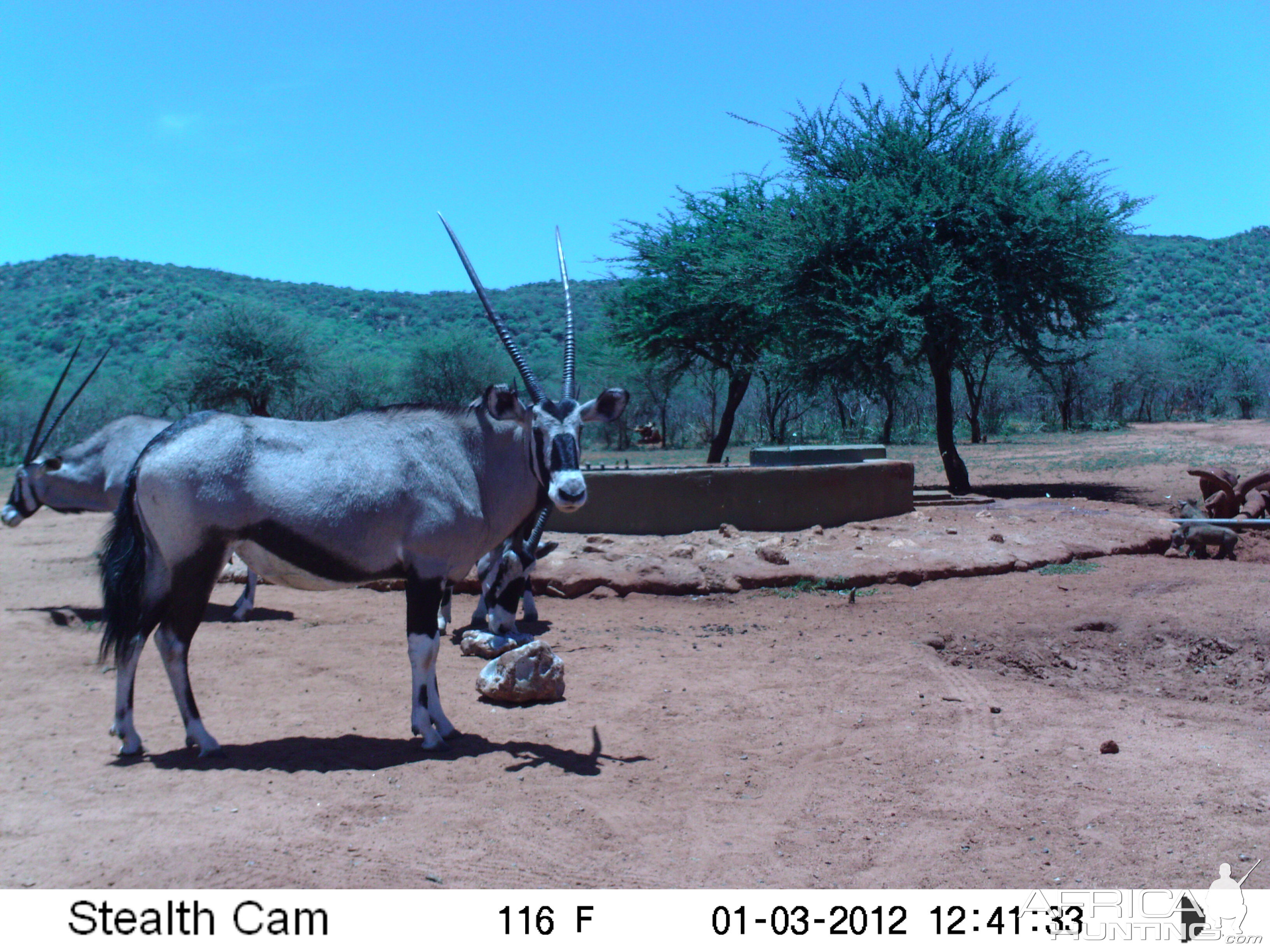 Trail Camera Namibia