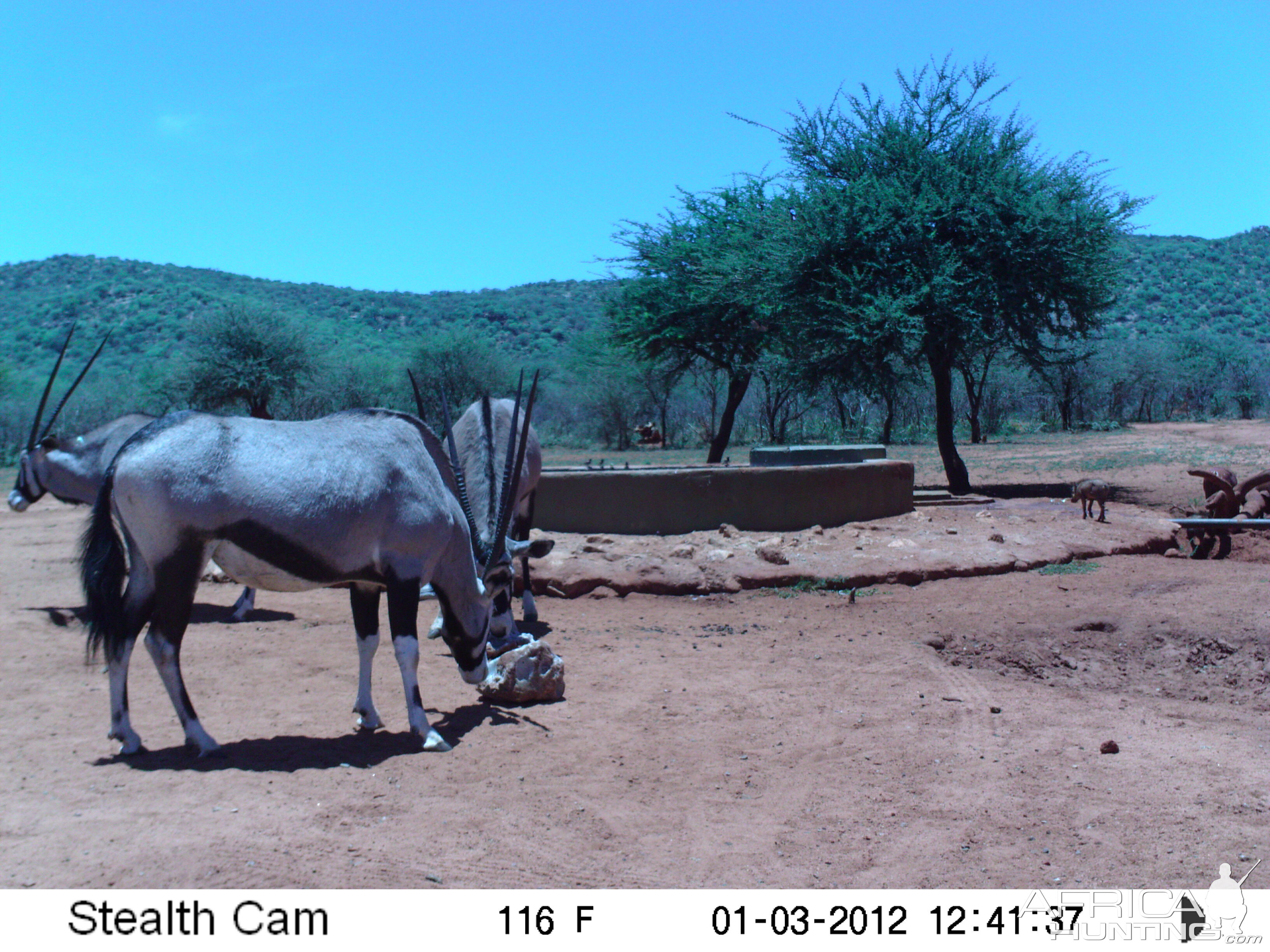 Trail Camera Namibia