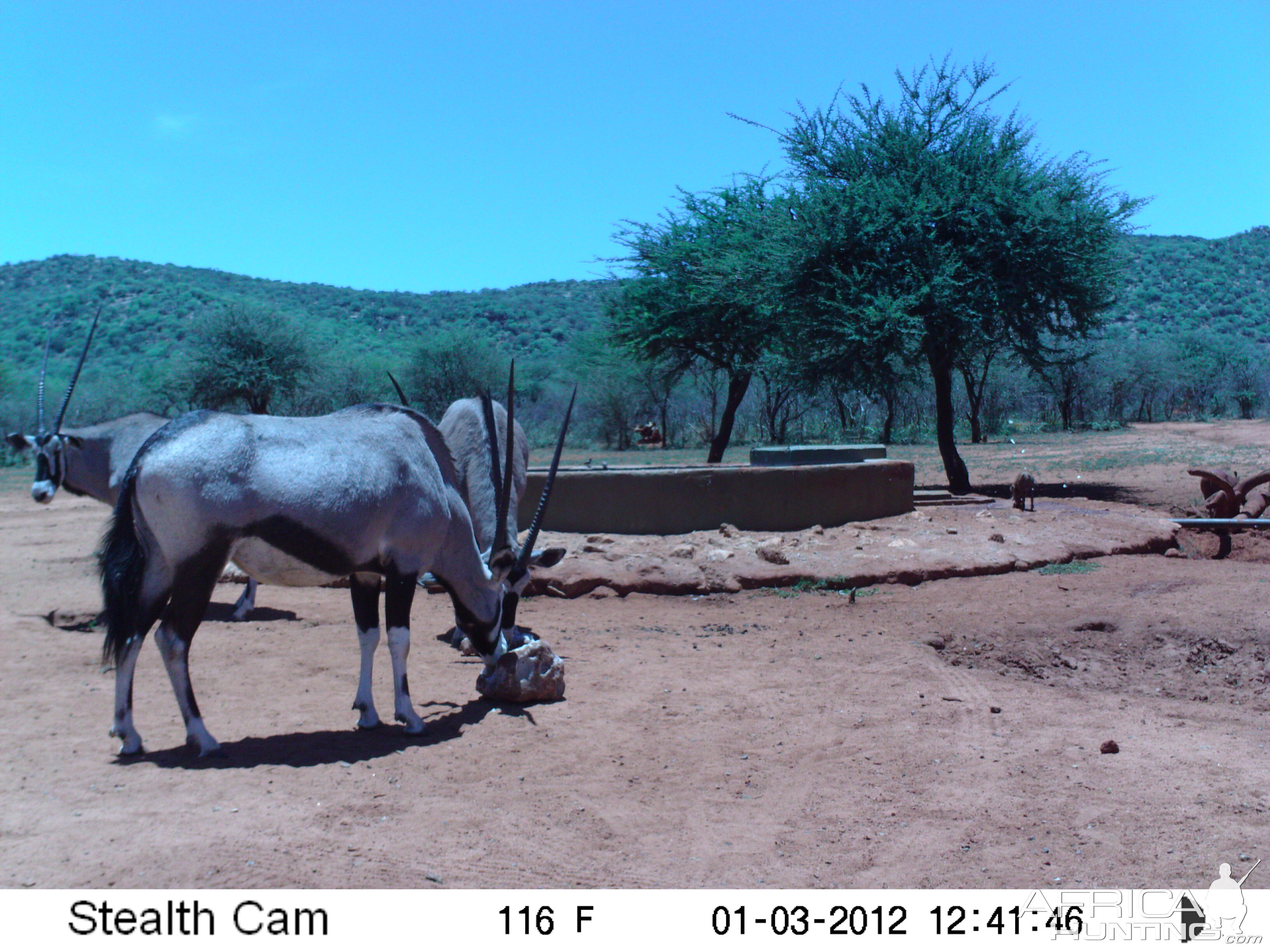 Trail Camera Namibia