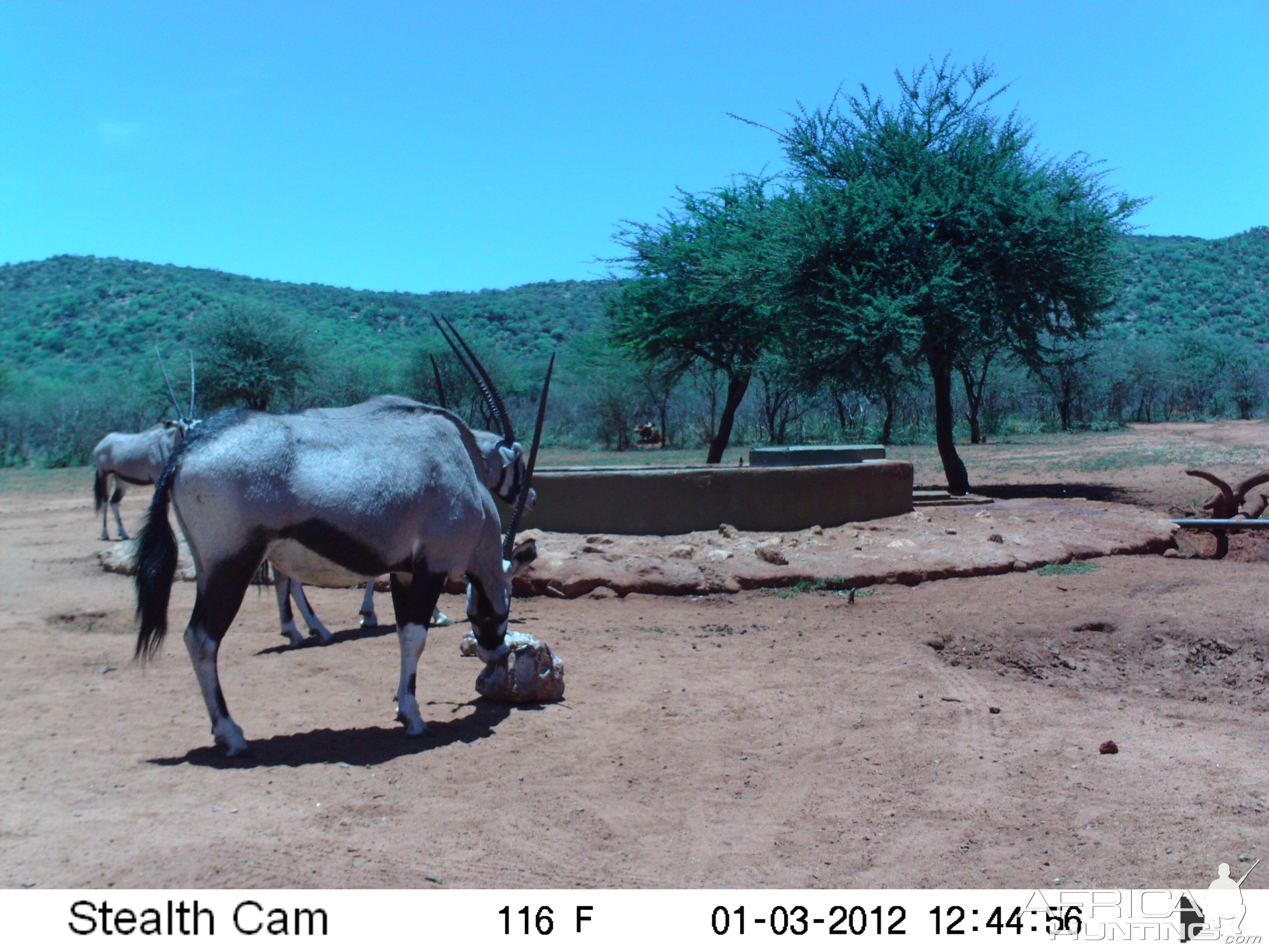 Trail Camera Namibia