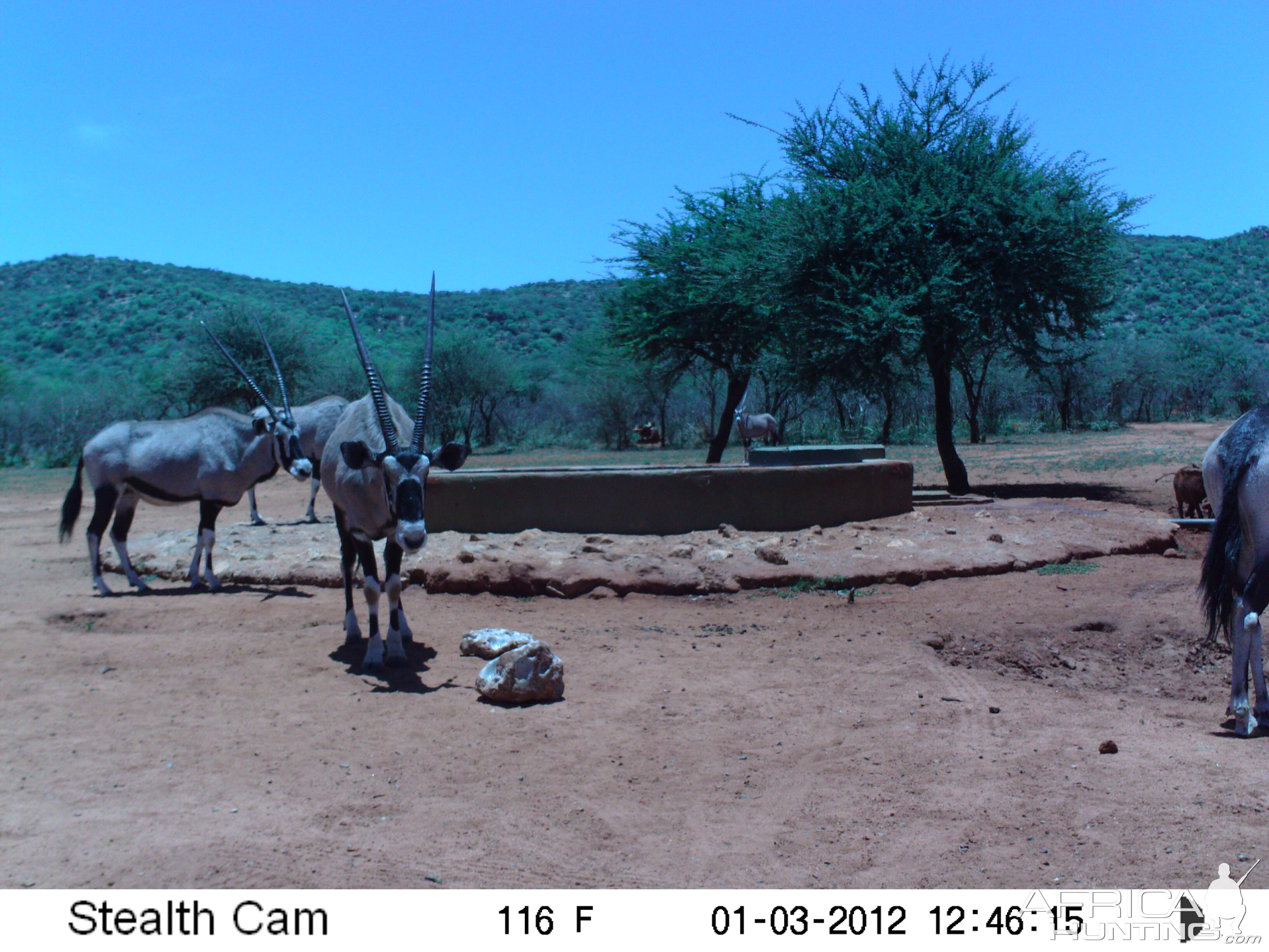 Trail Camera Namibia