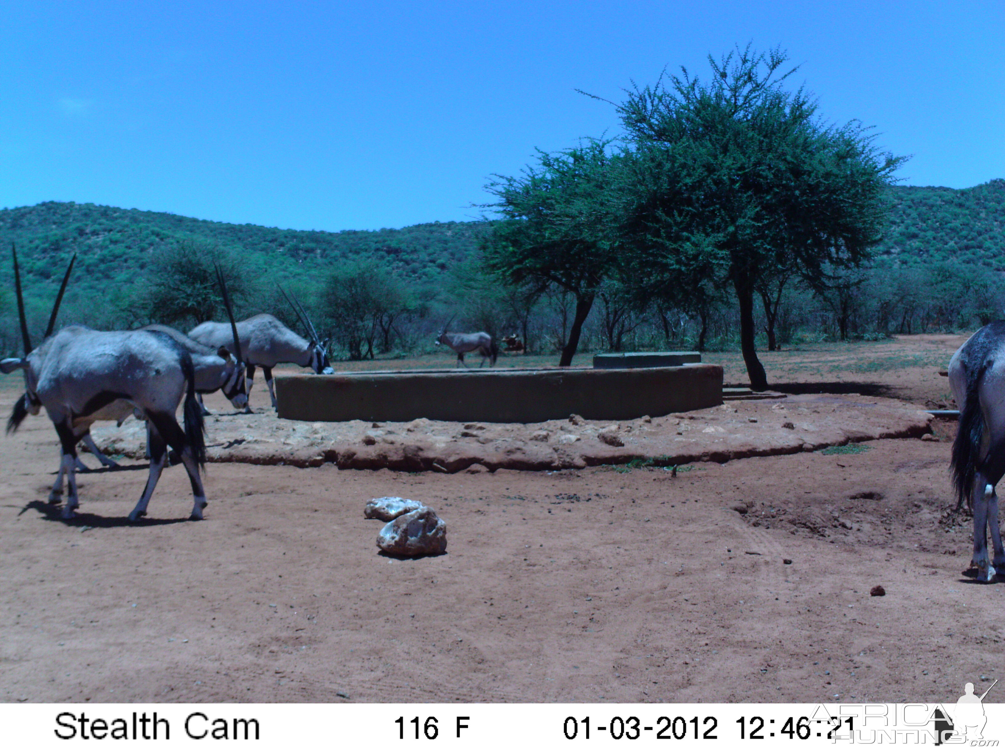 Trail Camera Namibia