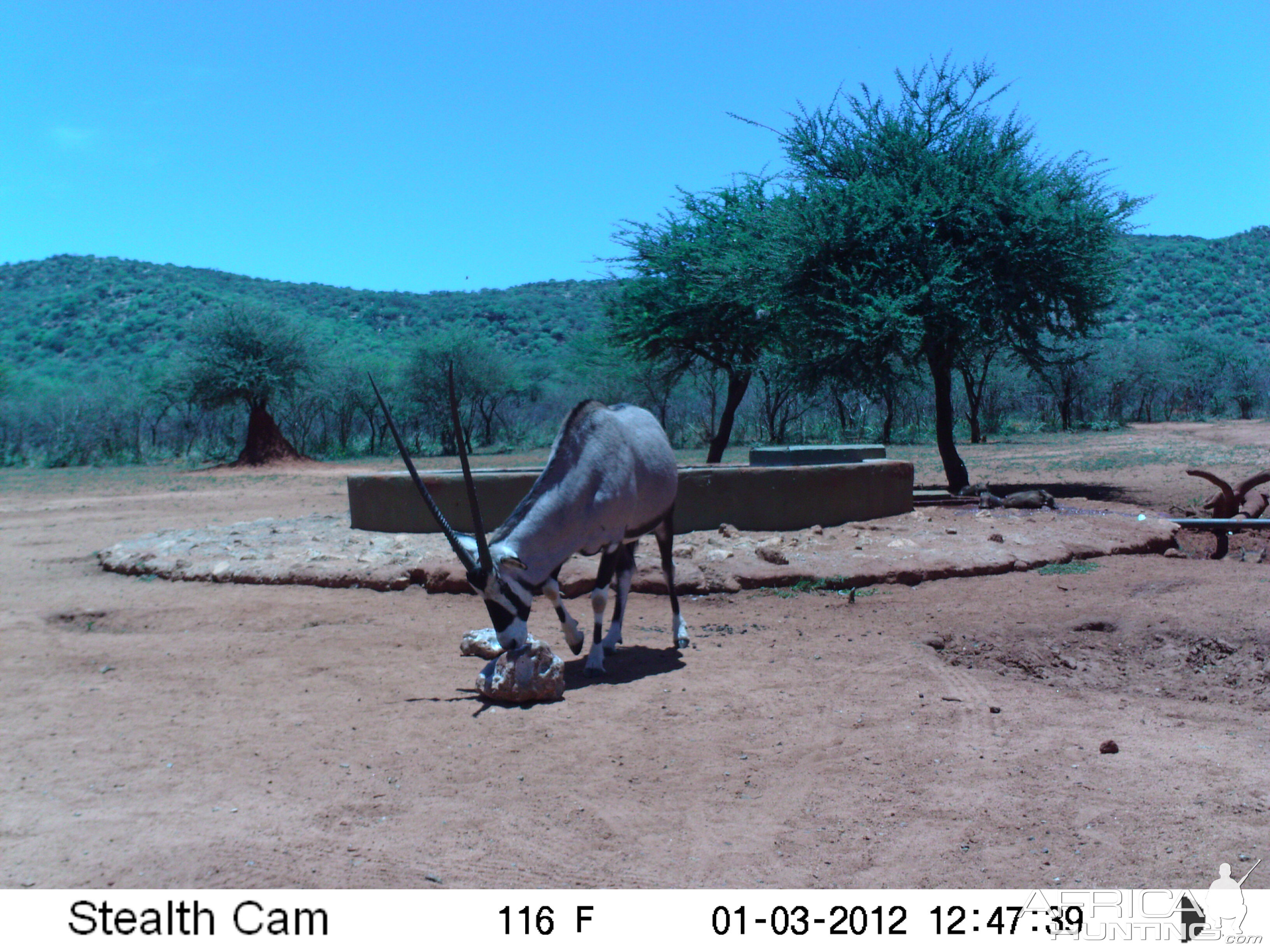 Trail Camera Namibia