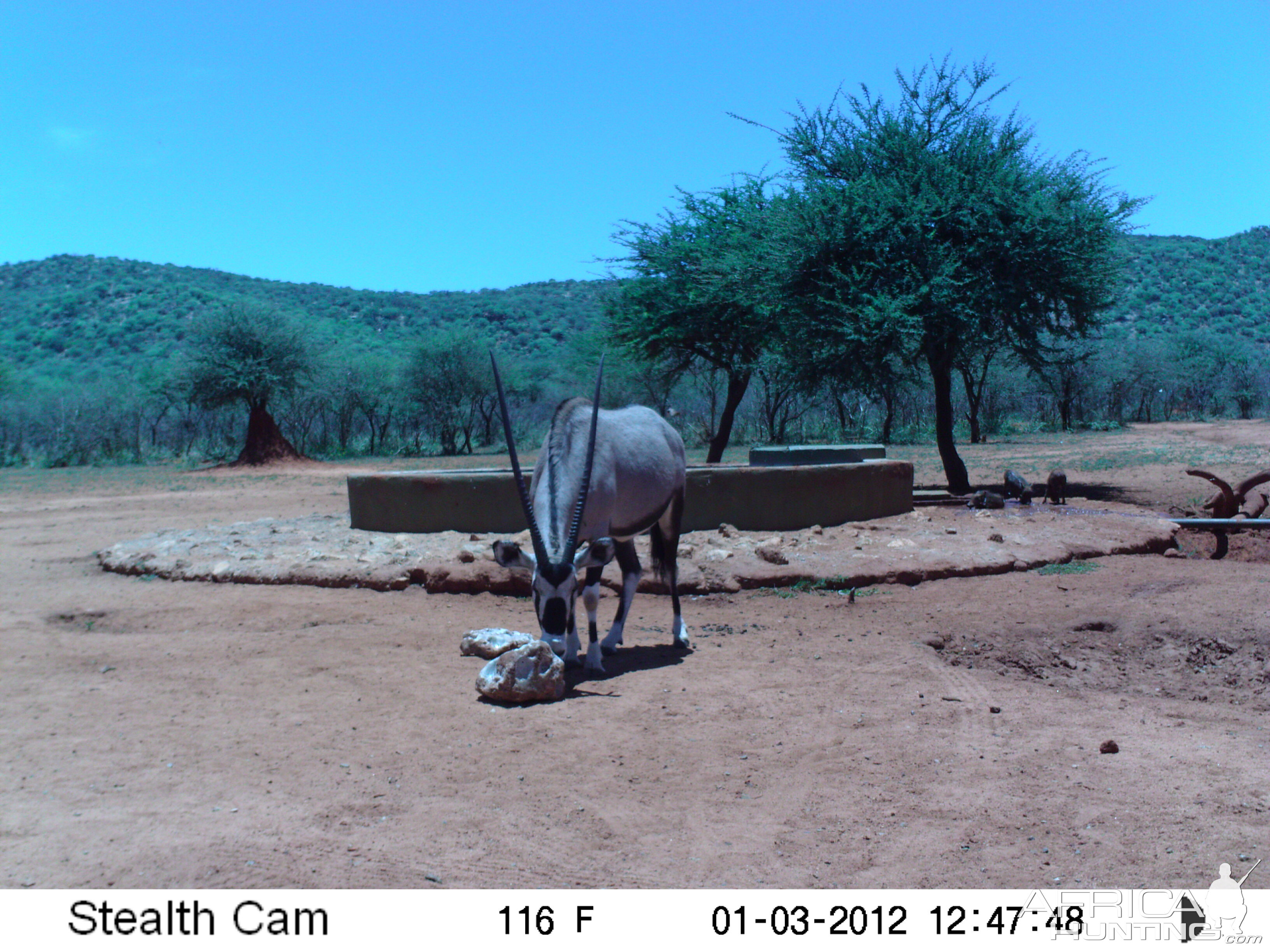 Trail Camera Namibia