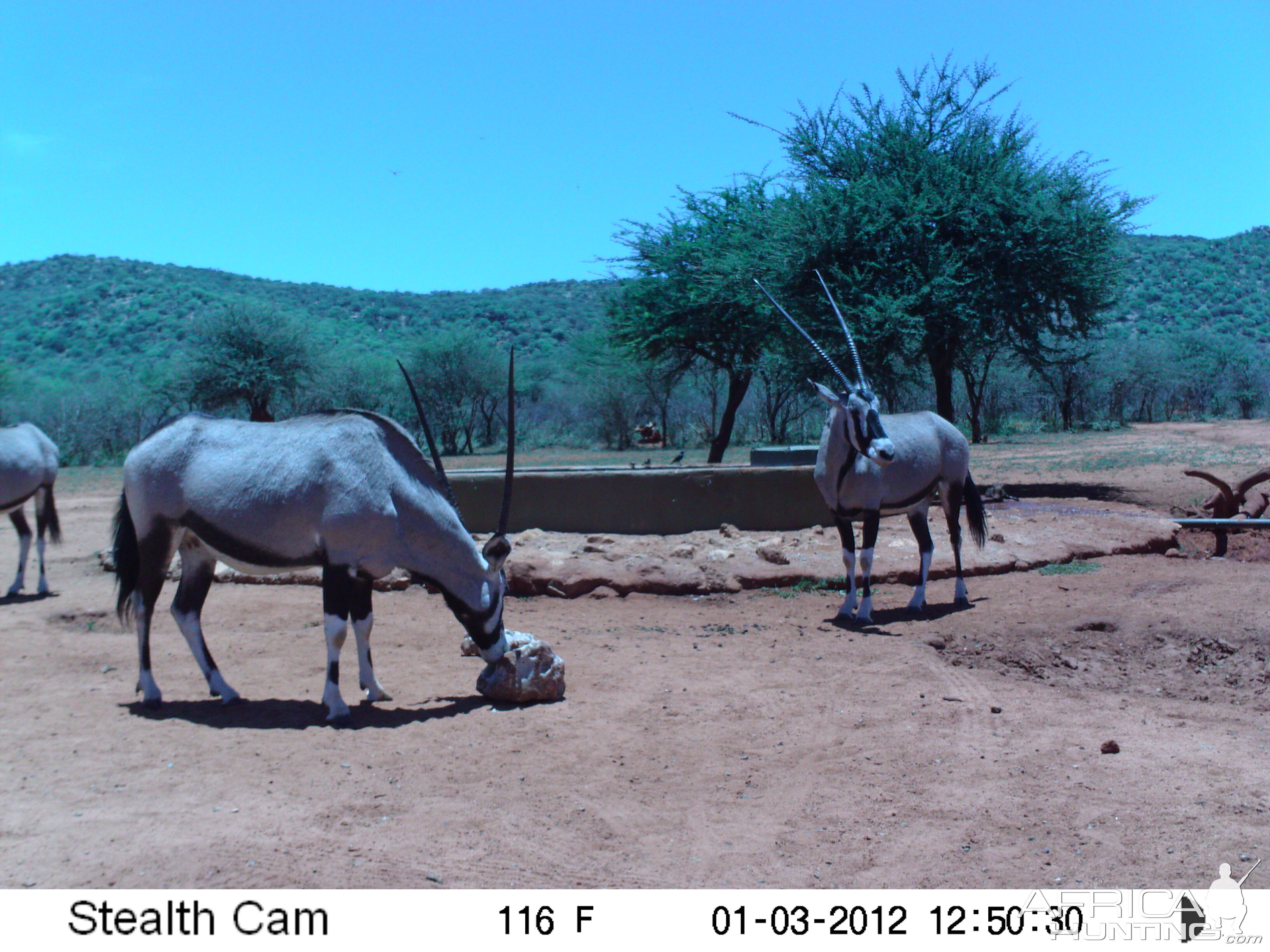 Trail Camera Namibia