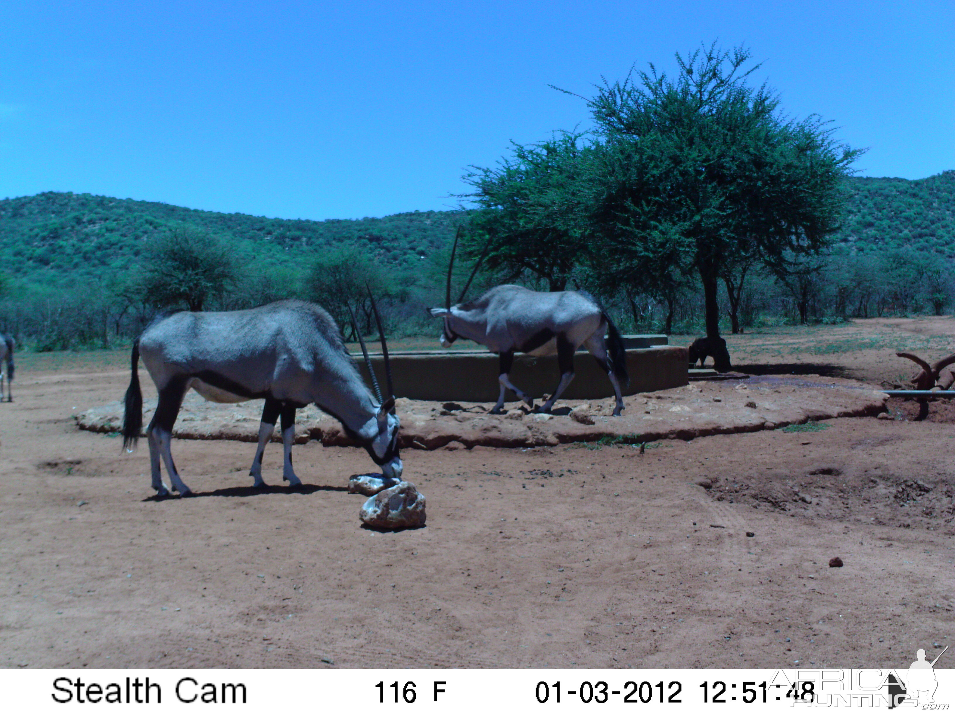 Trail Camera Namibia