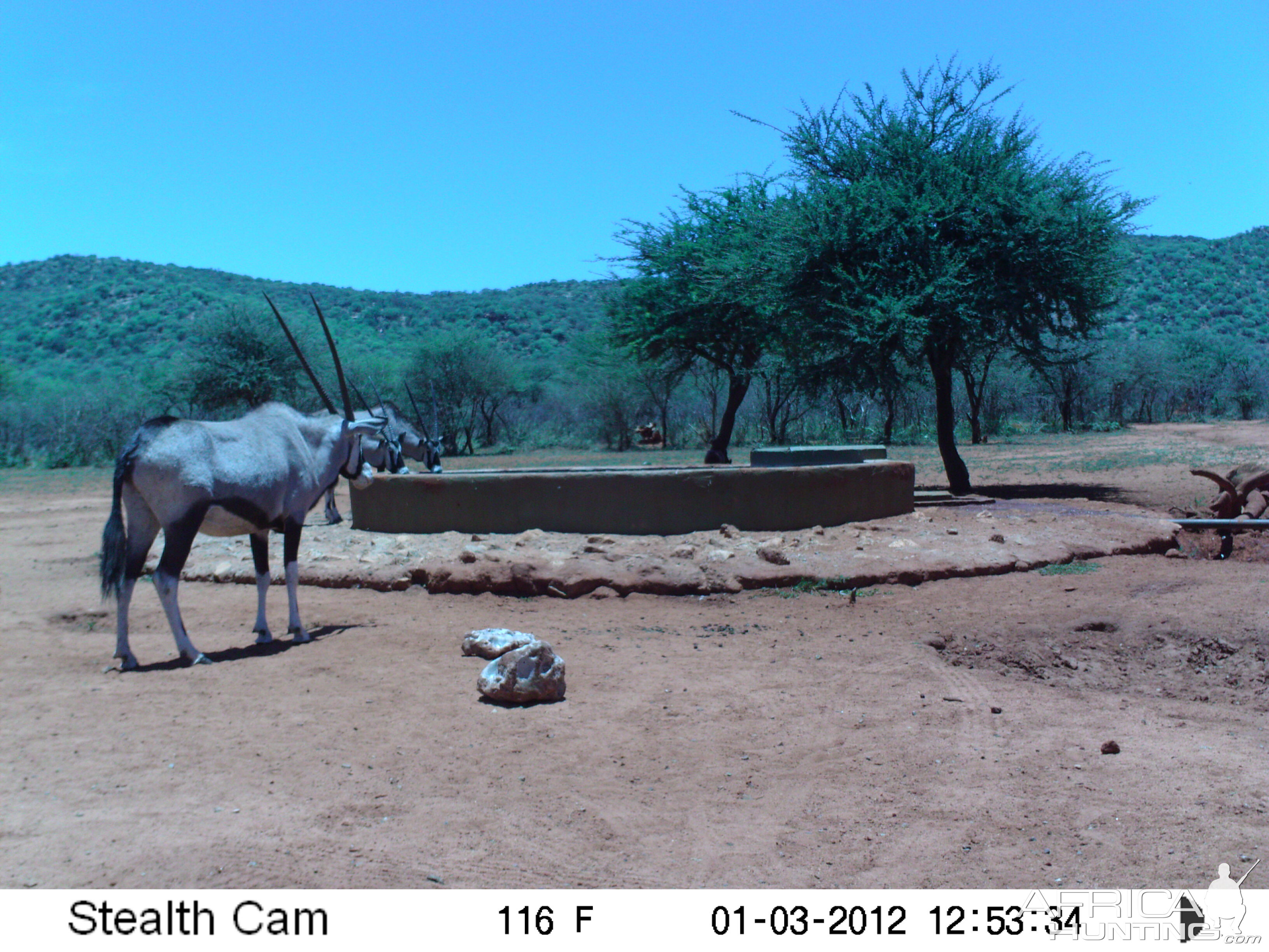 Trail Camera Namibia