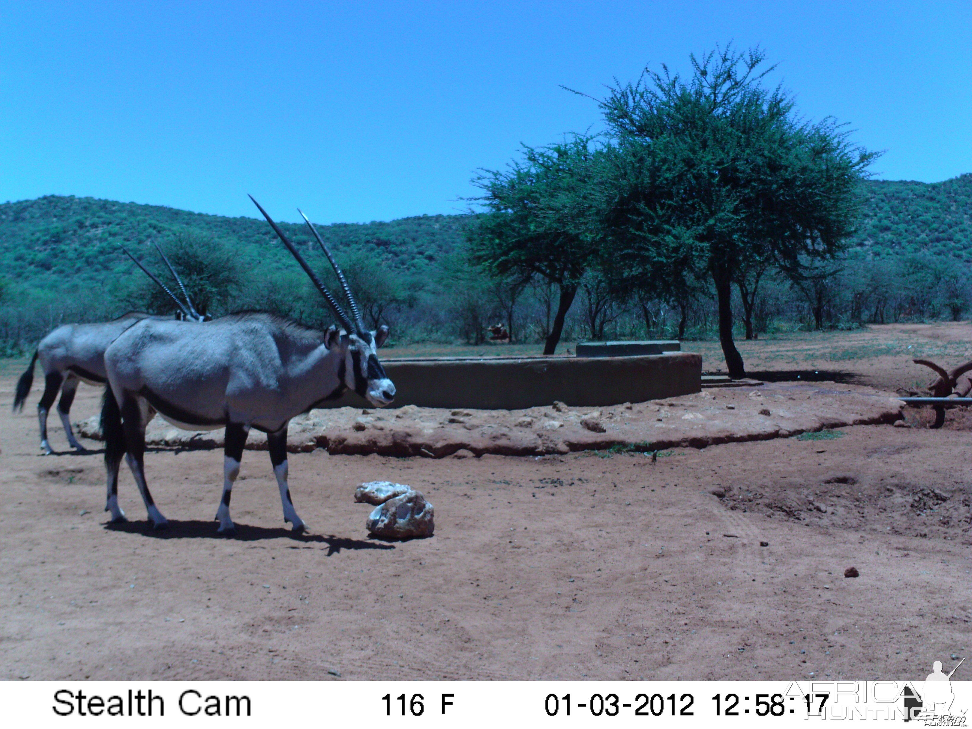 Trail Camera Namibia