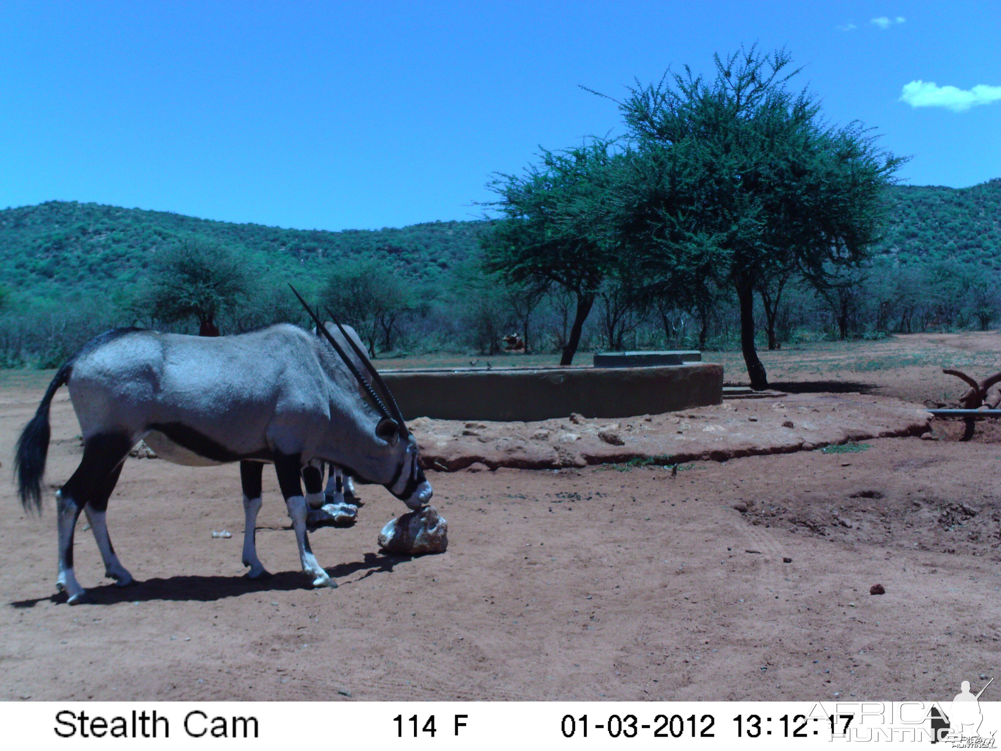 Trail Camera Namibia