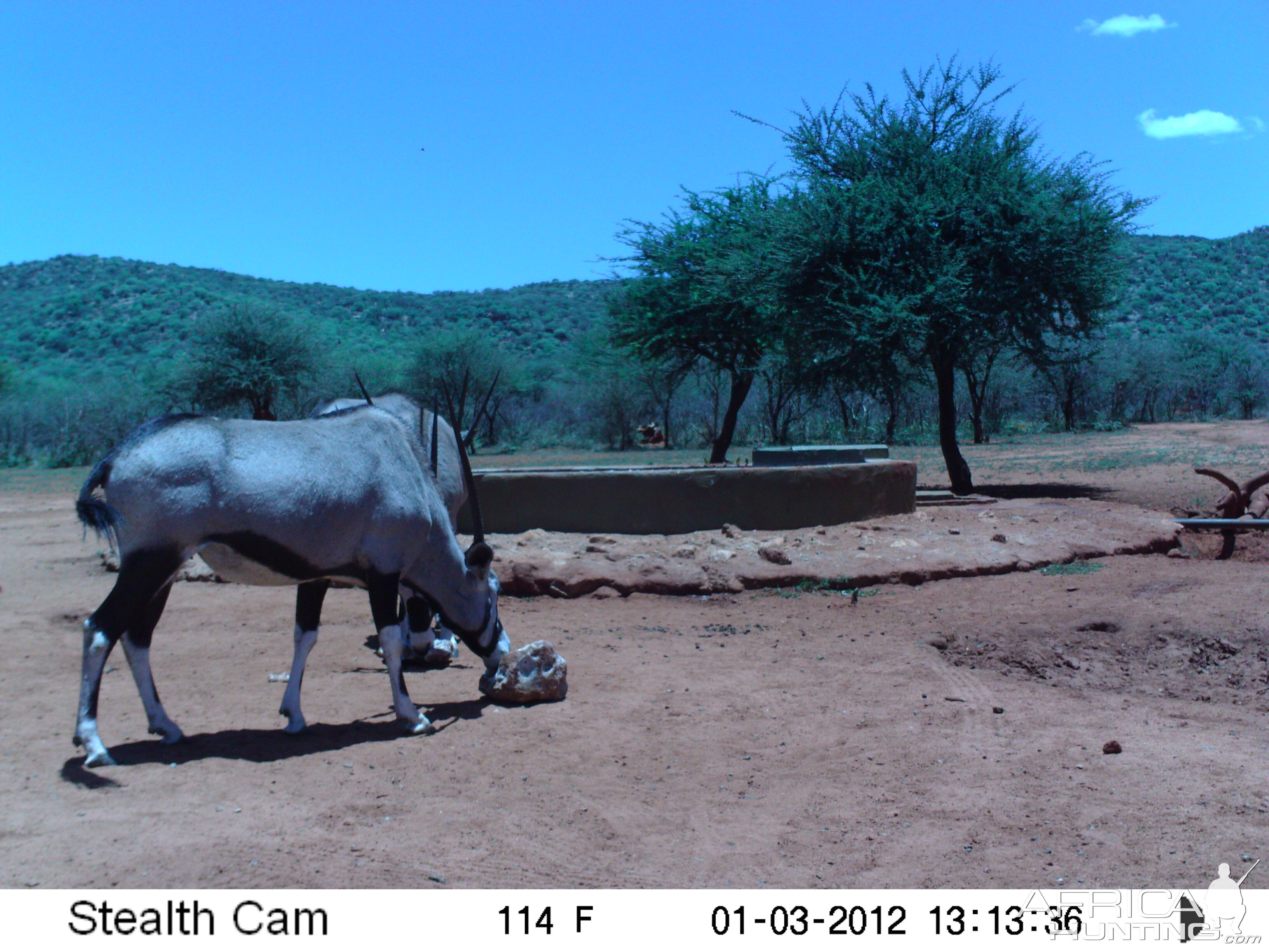 Trail Camera Namibia