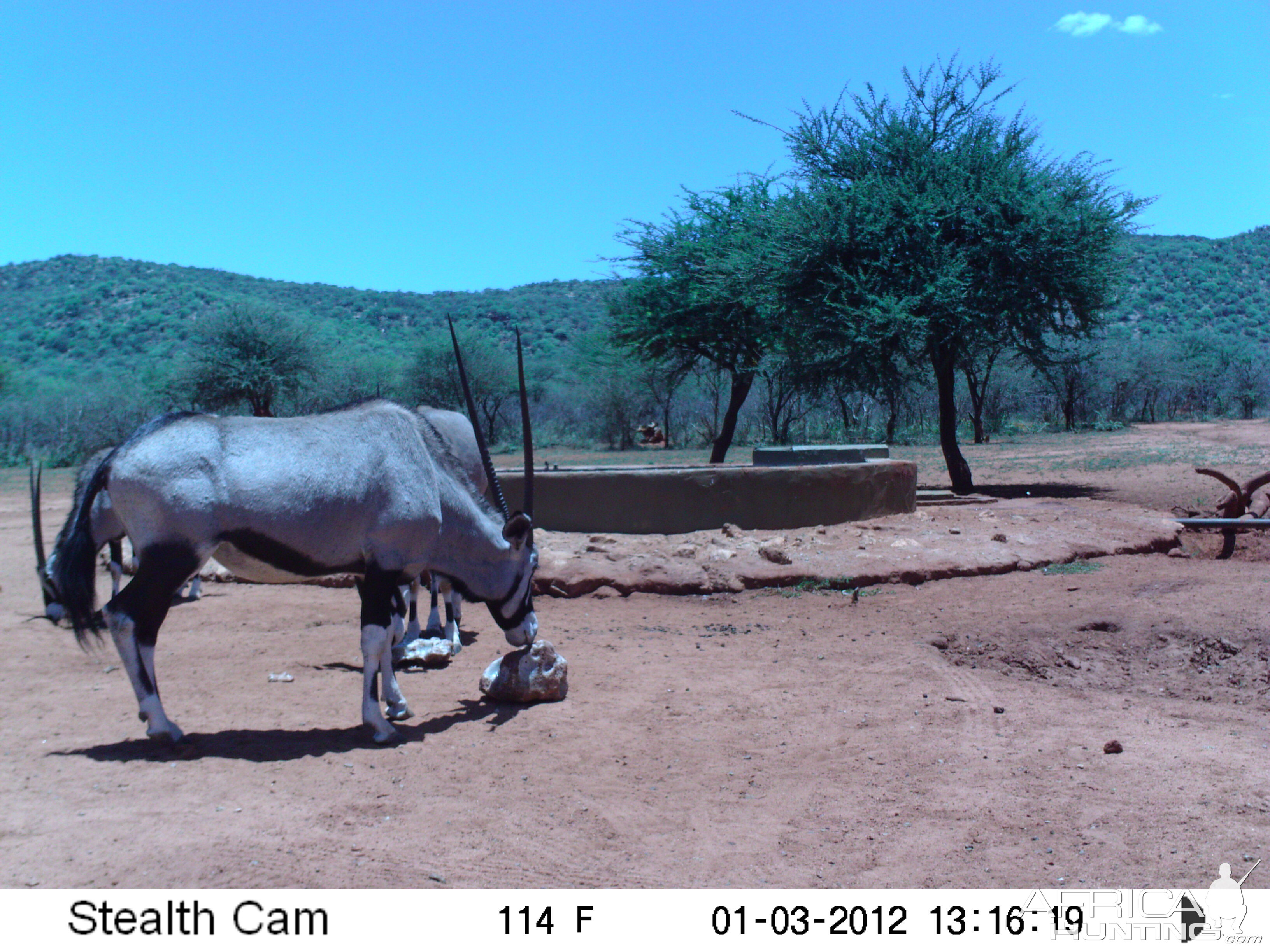 Trail Camera Namibia