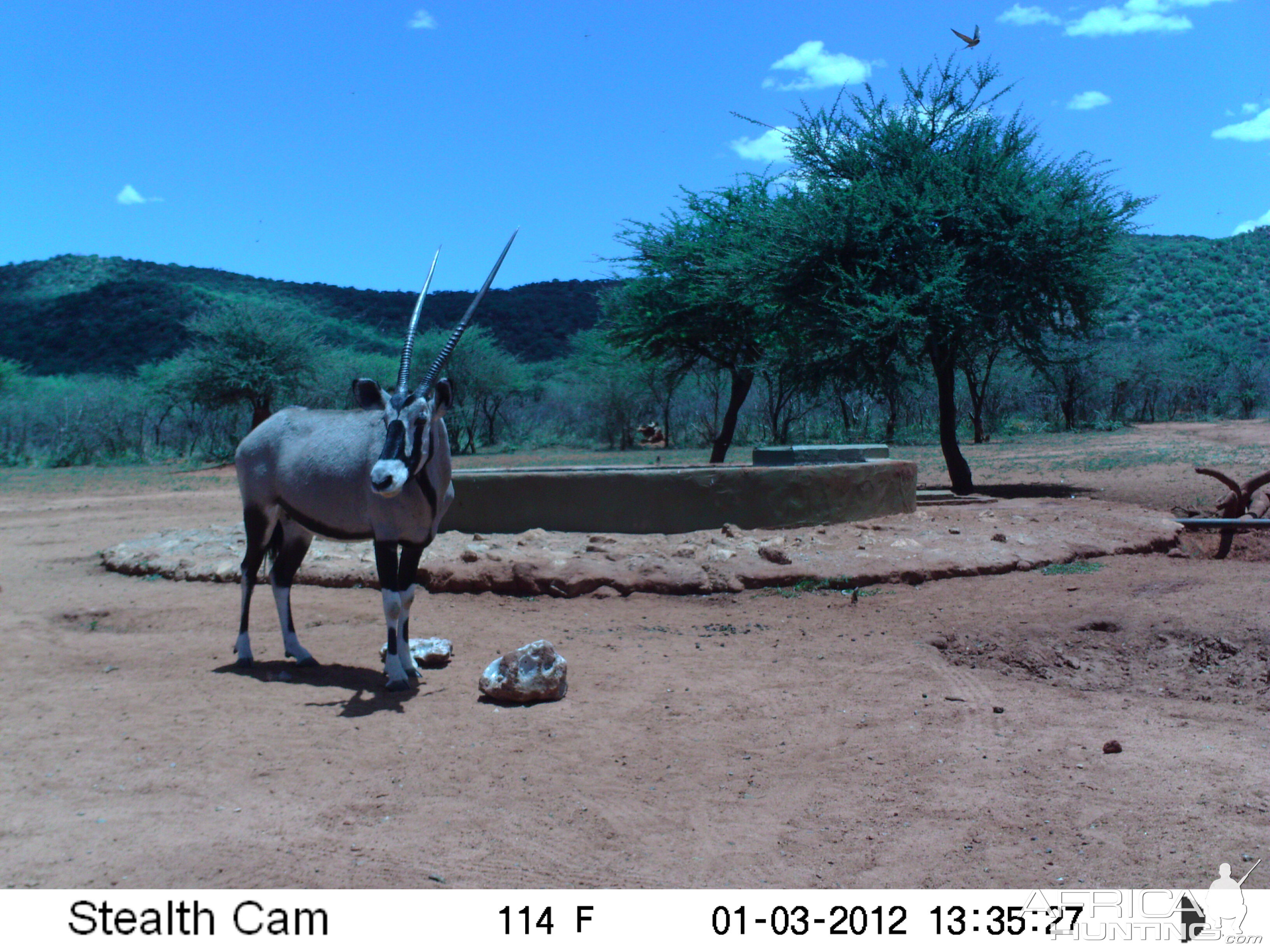 Trail Camera Namibia