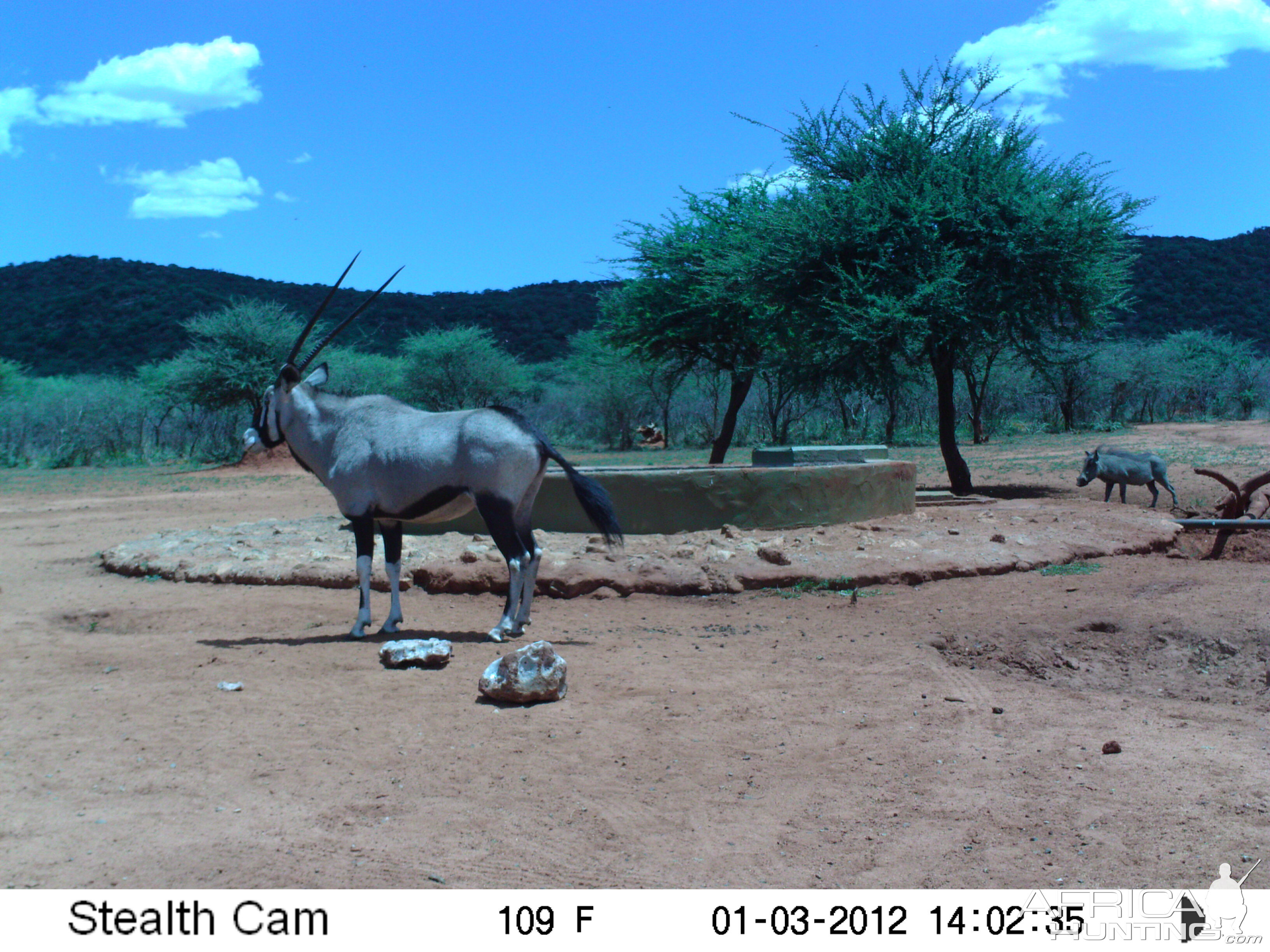 Trail Camera Namibia