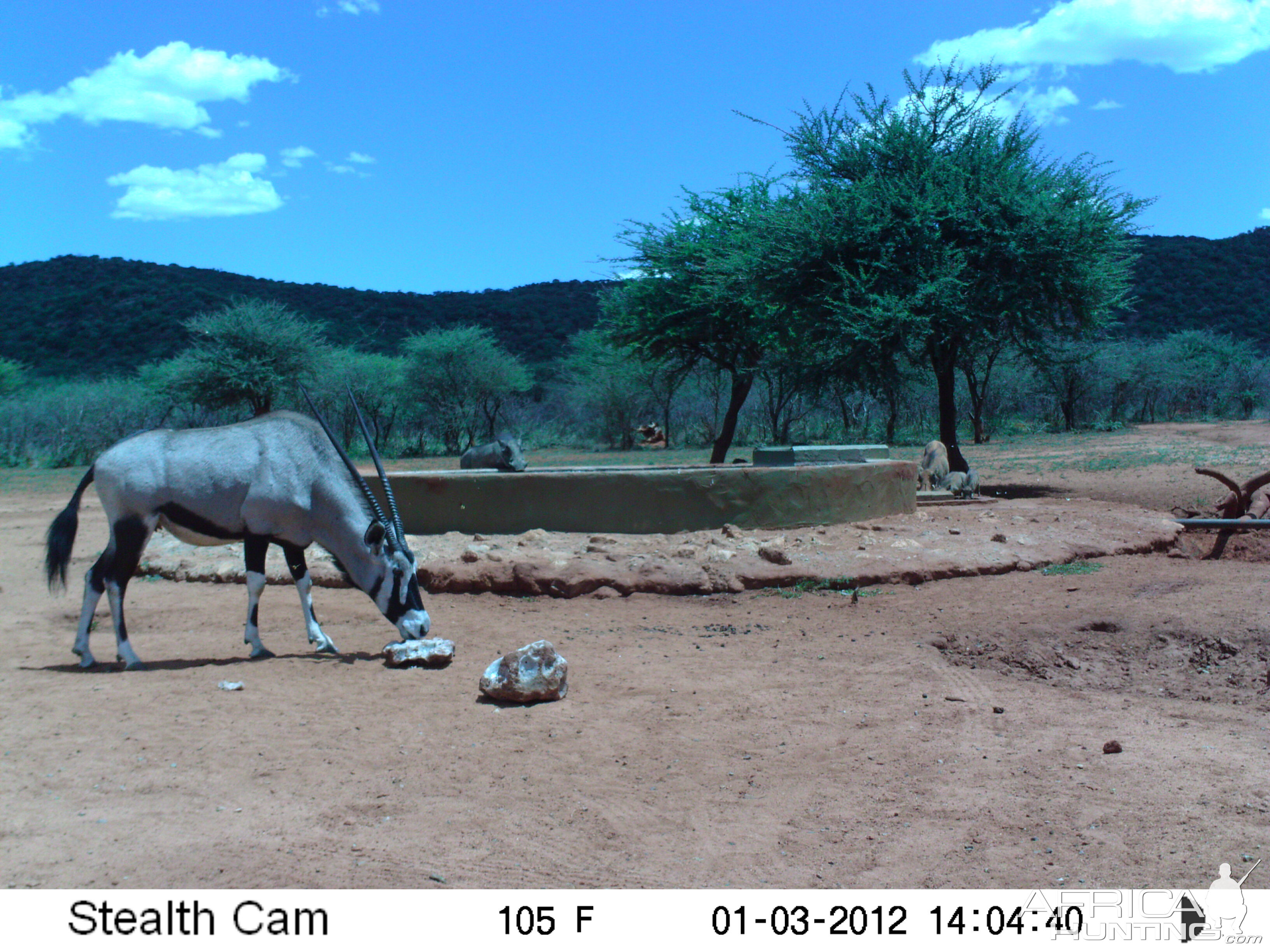 Trail Camera Namibia