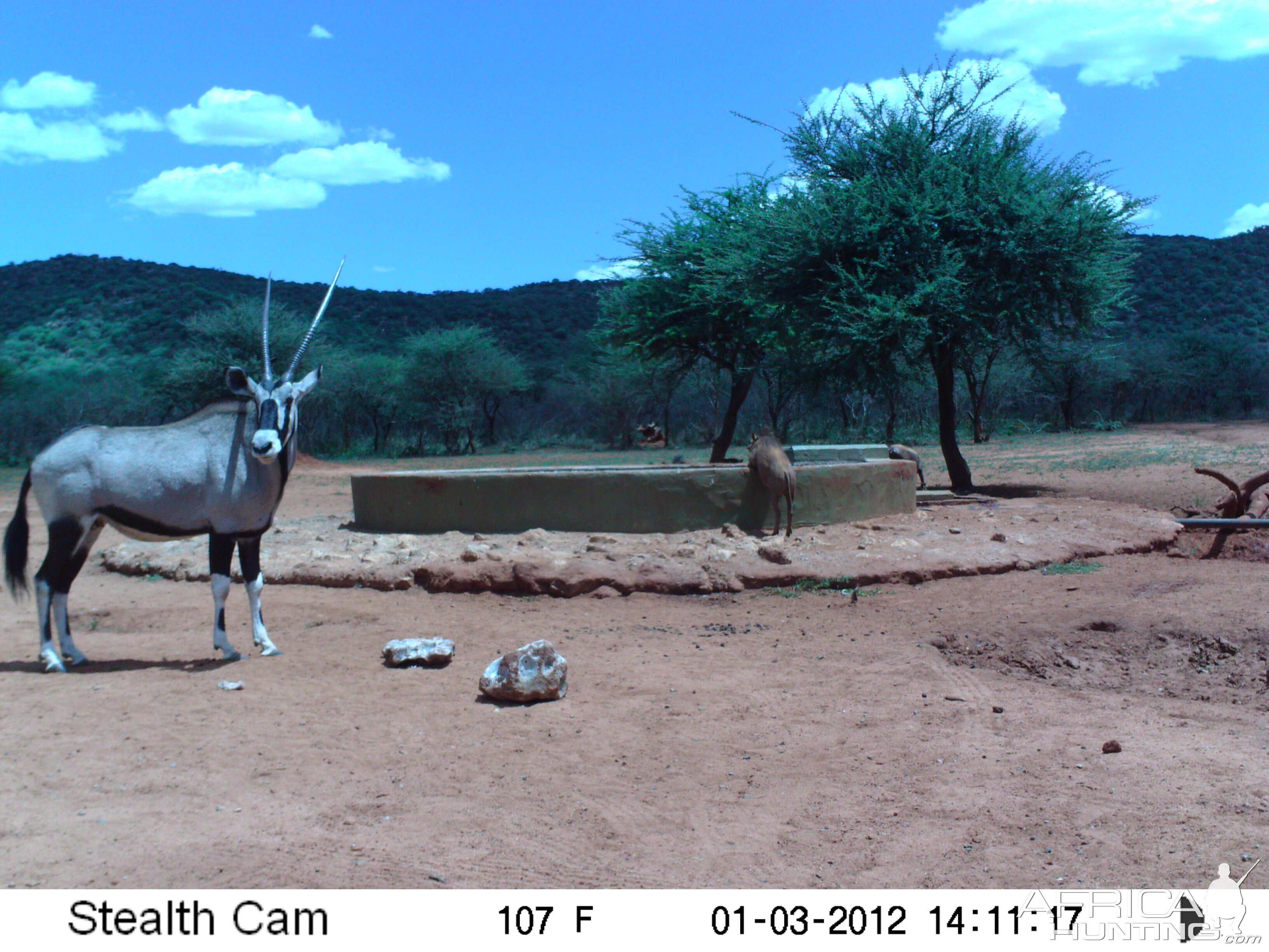 Trail Camera Namibia