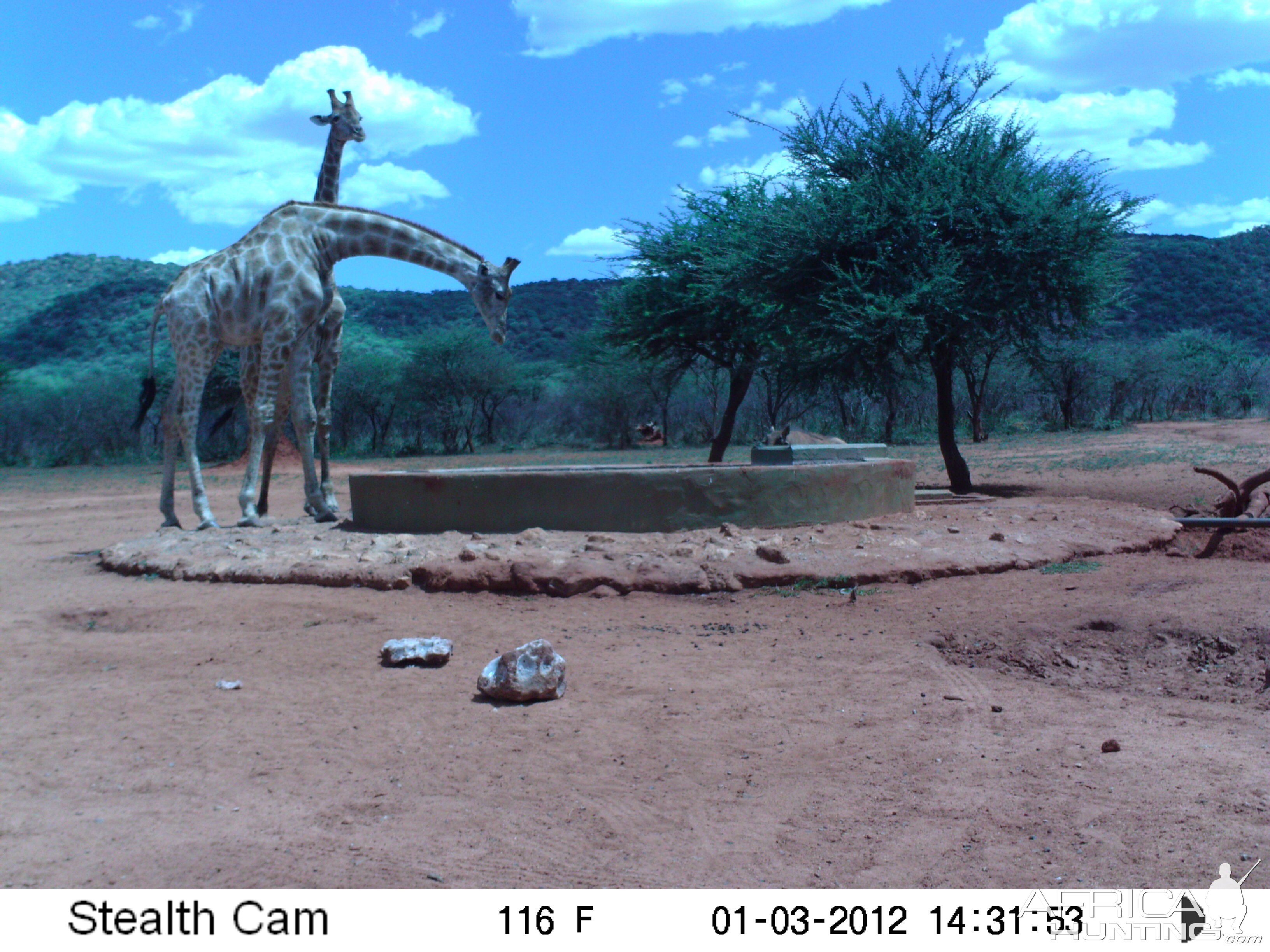 Trail Camera Namibia