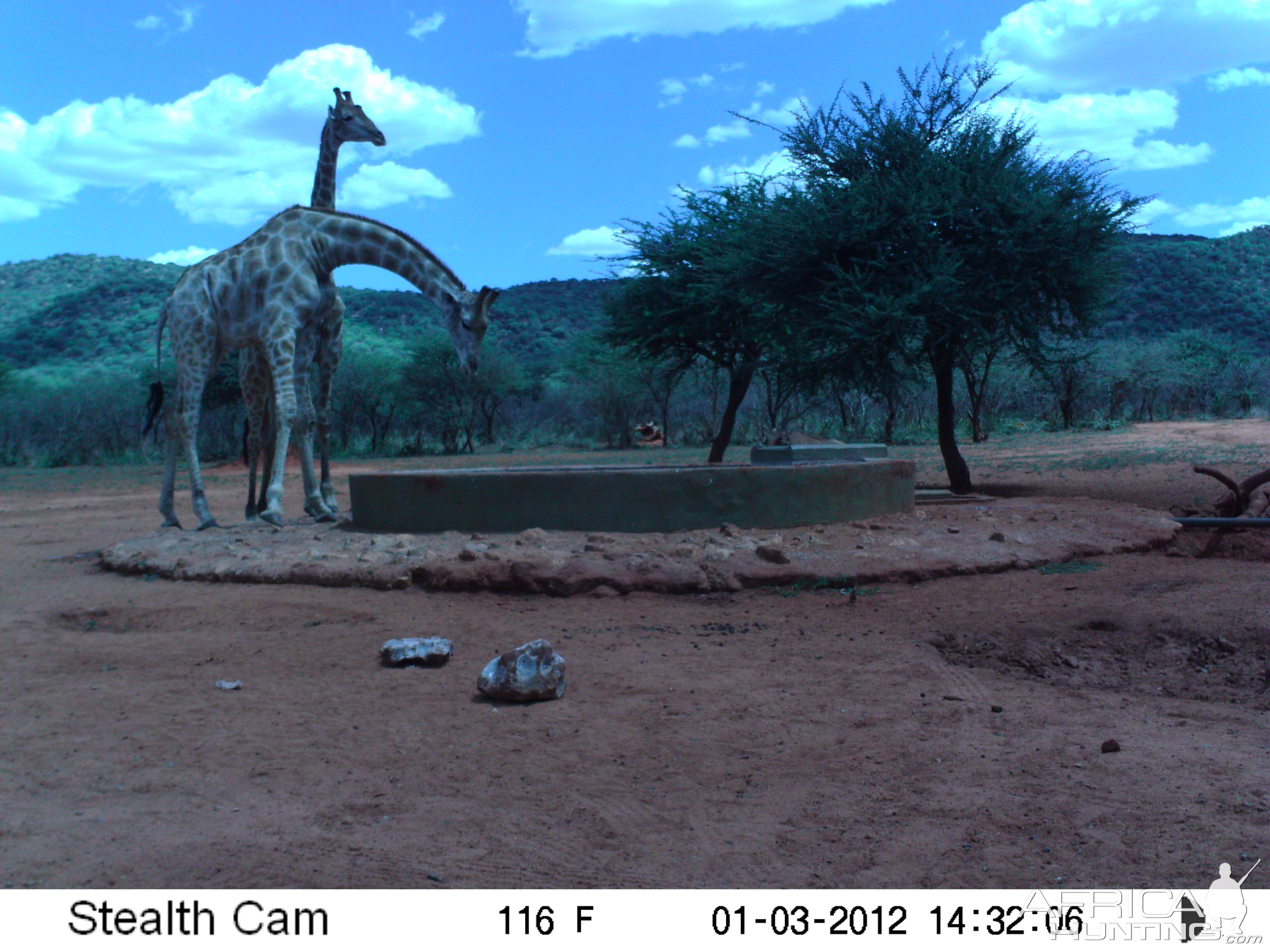 Trail Camera Namibia