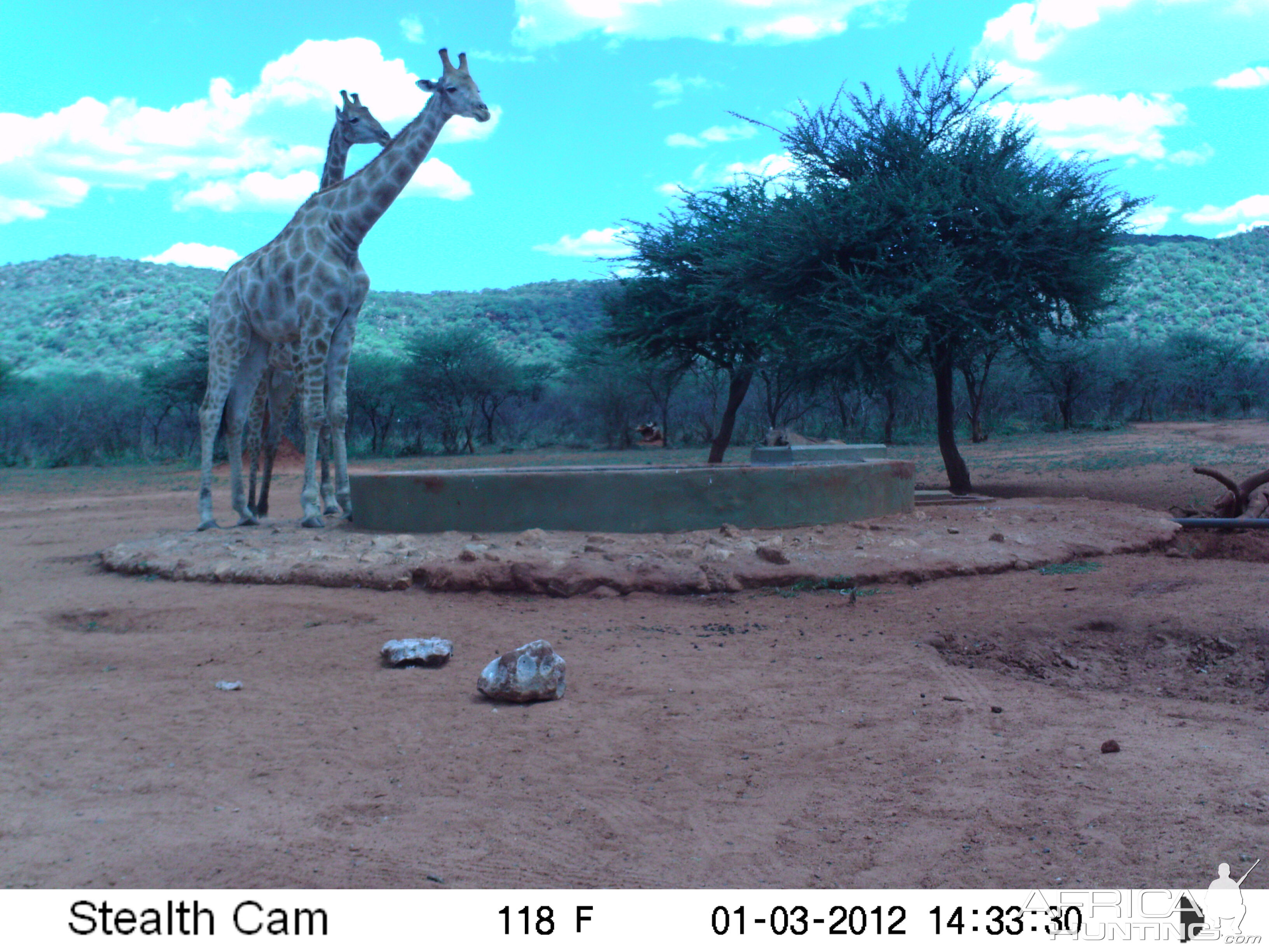 Trail Camera Namibia