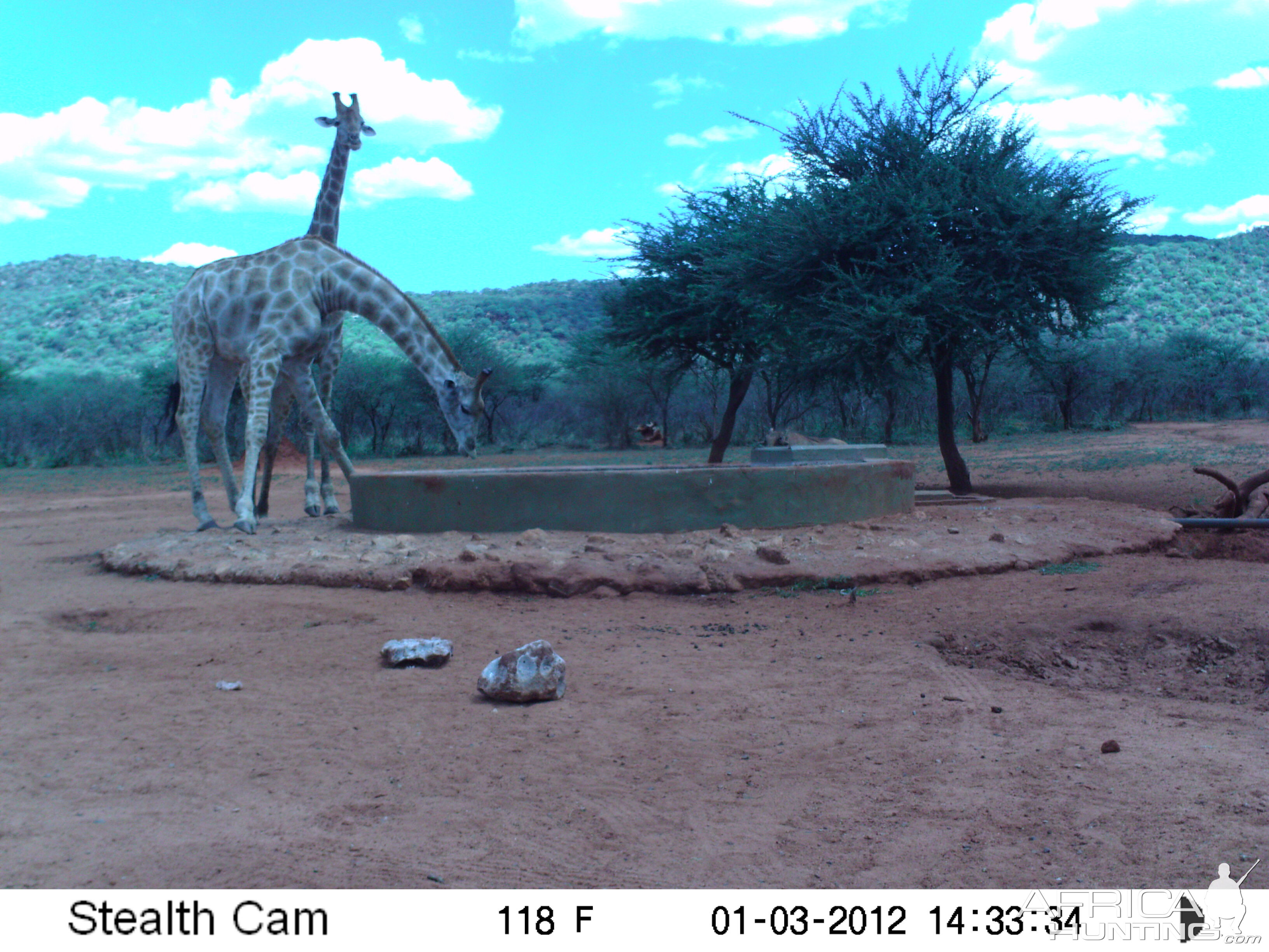 Trail Camera Namibia