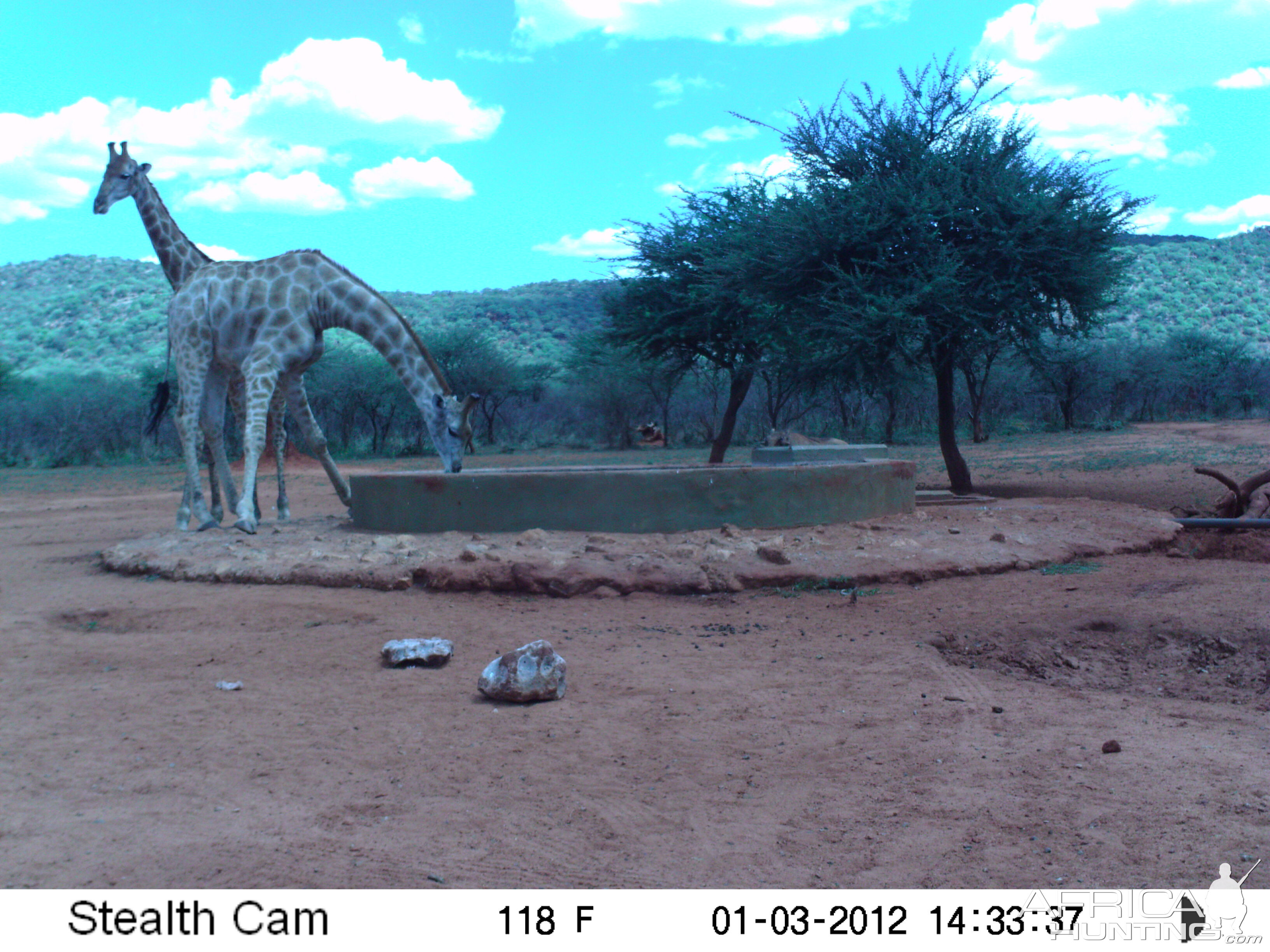 Trail Camera Namibia