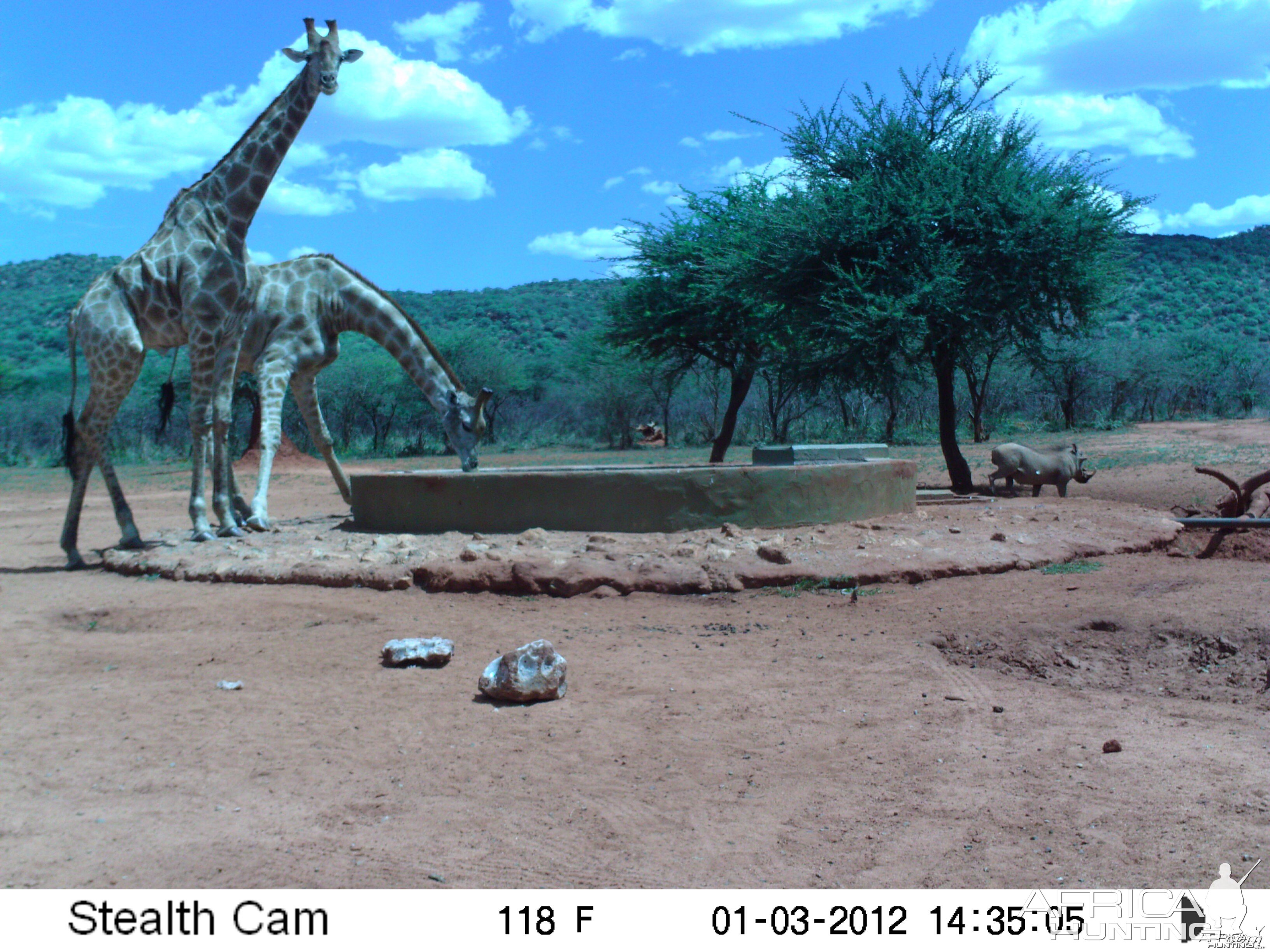 Trail Camera Namibia