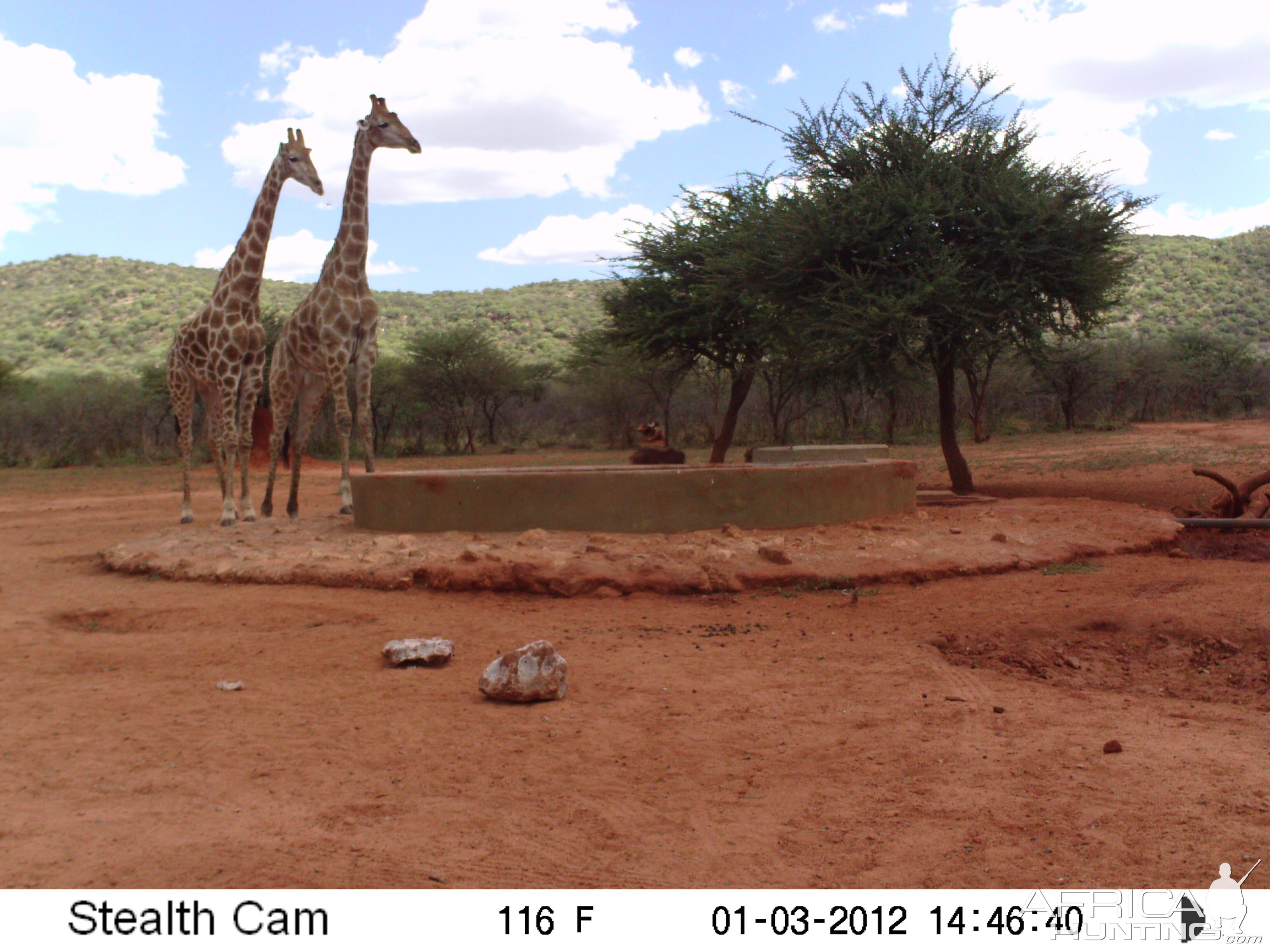 Trail Camera Namibia