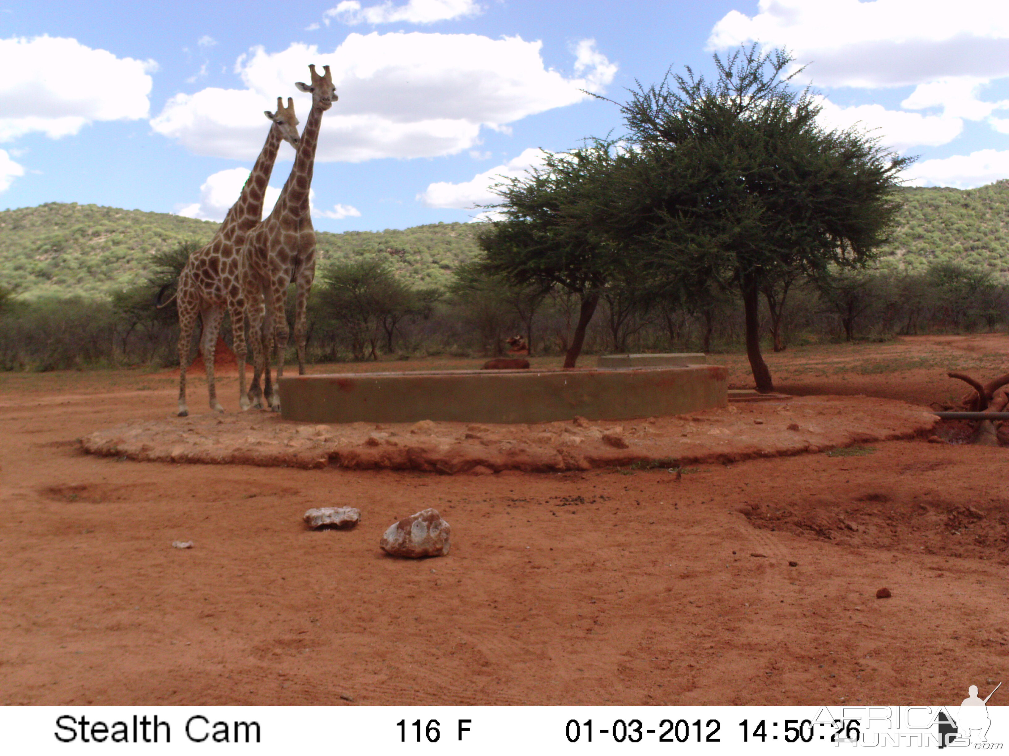 Trail Camera Namibia