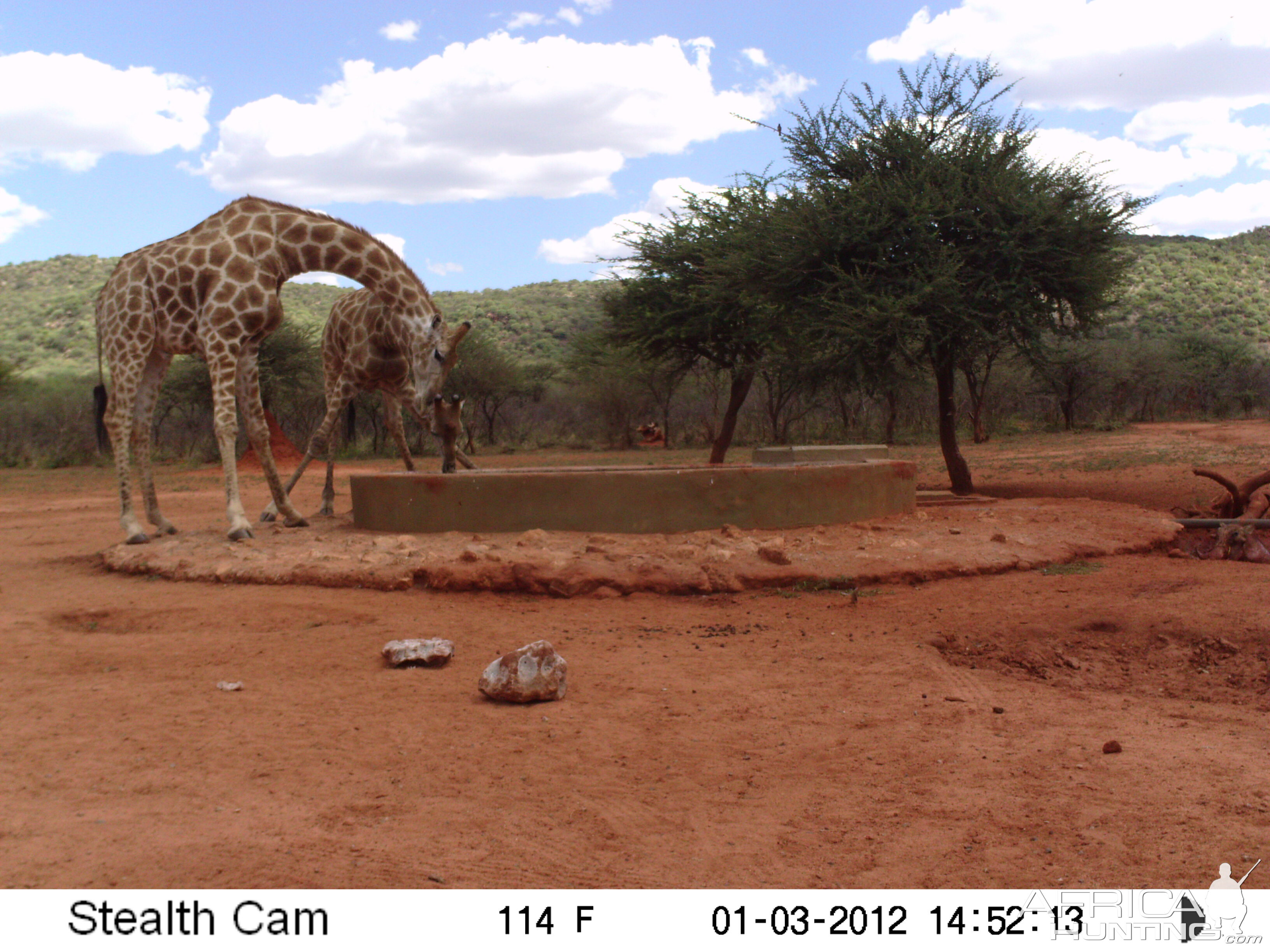 Trail Camera Namibia