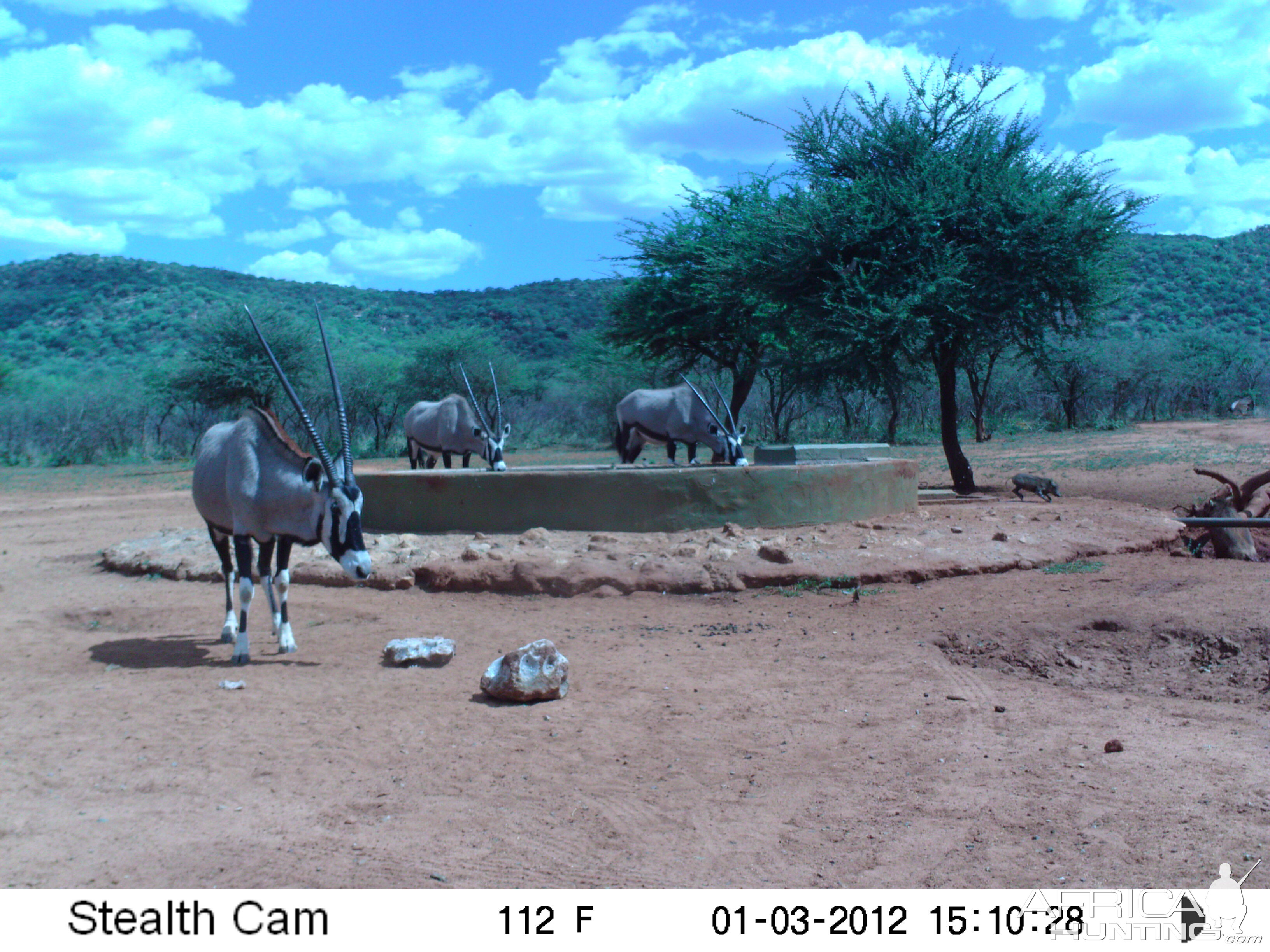 Trail Camera Namibia