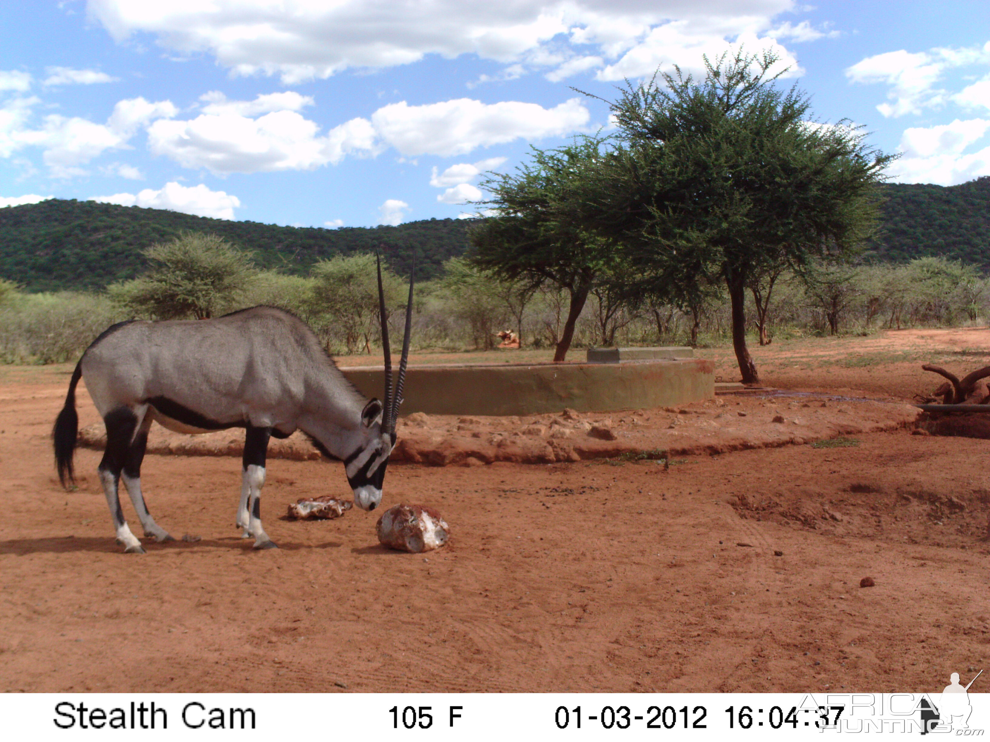 Trail Camera Namibia