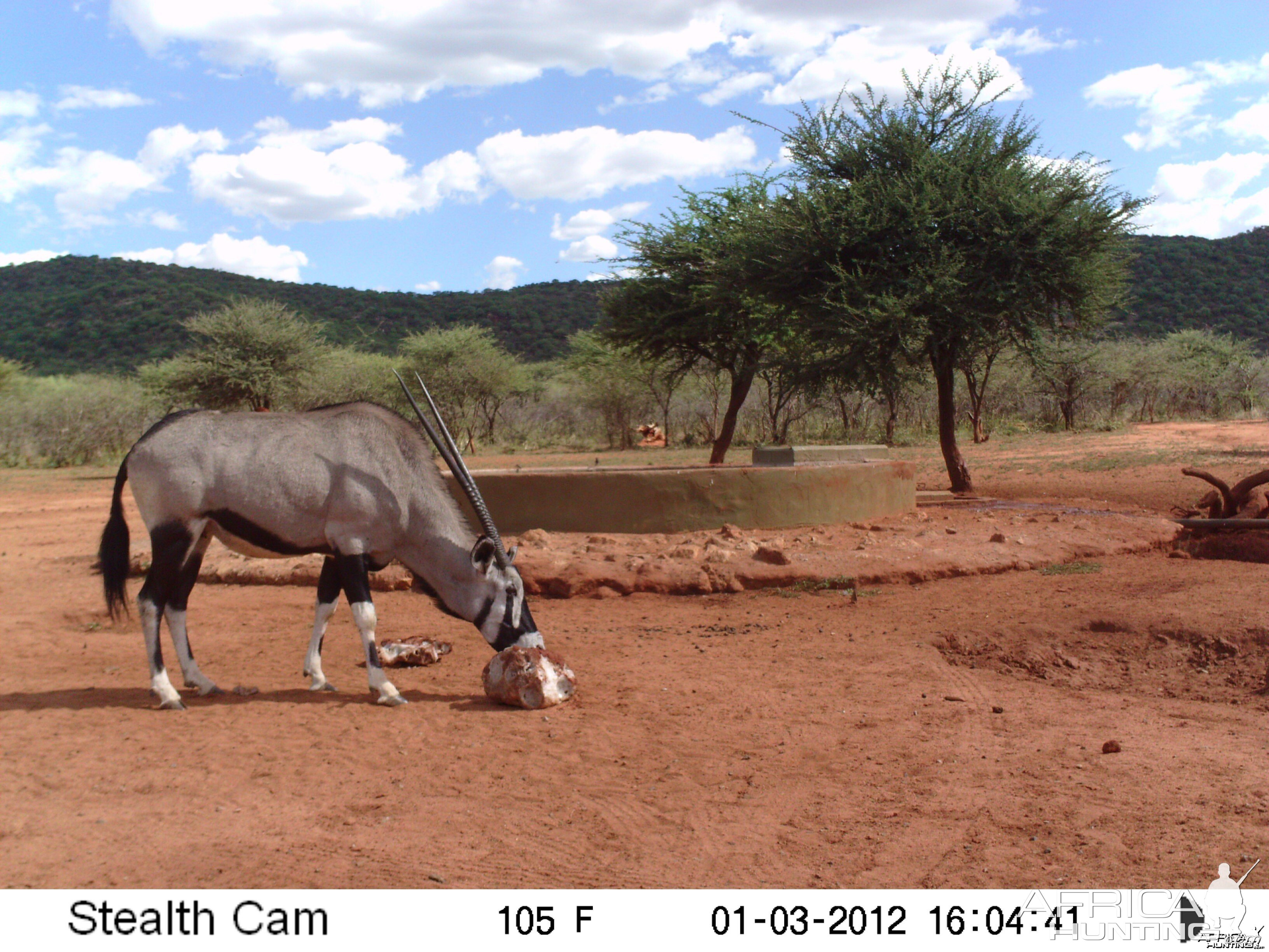 Trail Camera Namibia