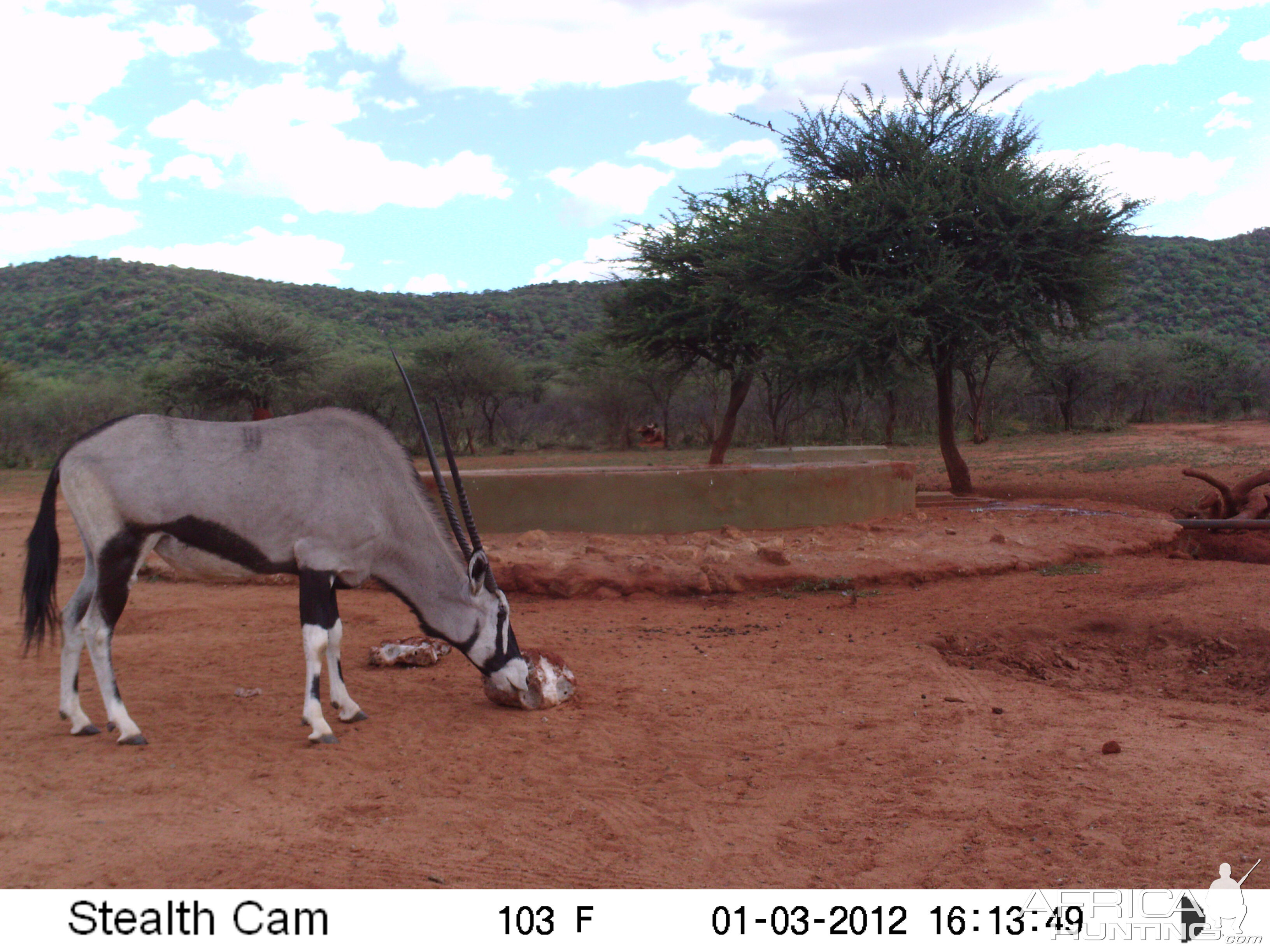 Trail Camera Namibia