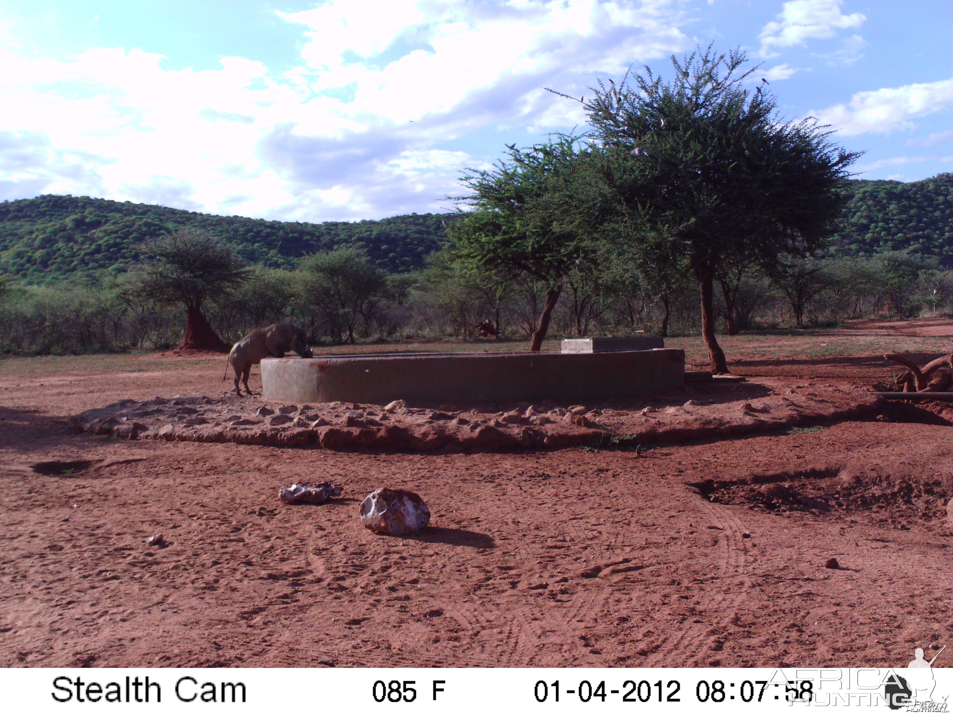 Trail Camera Namibia