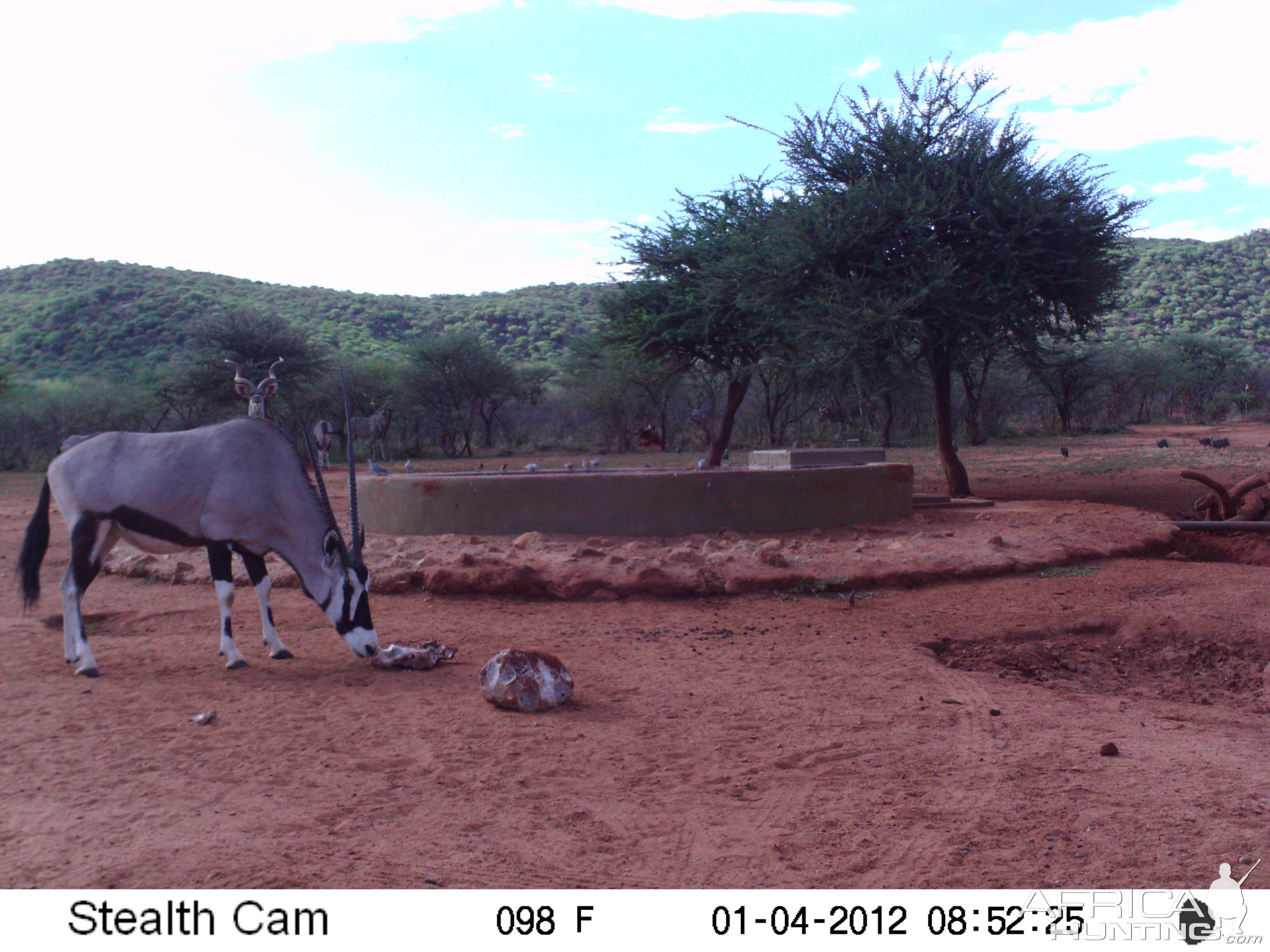 Trail Camera Namibia